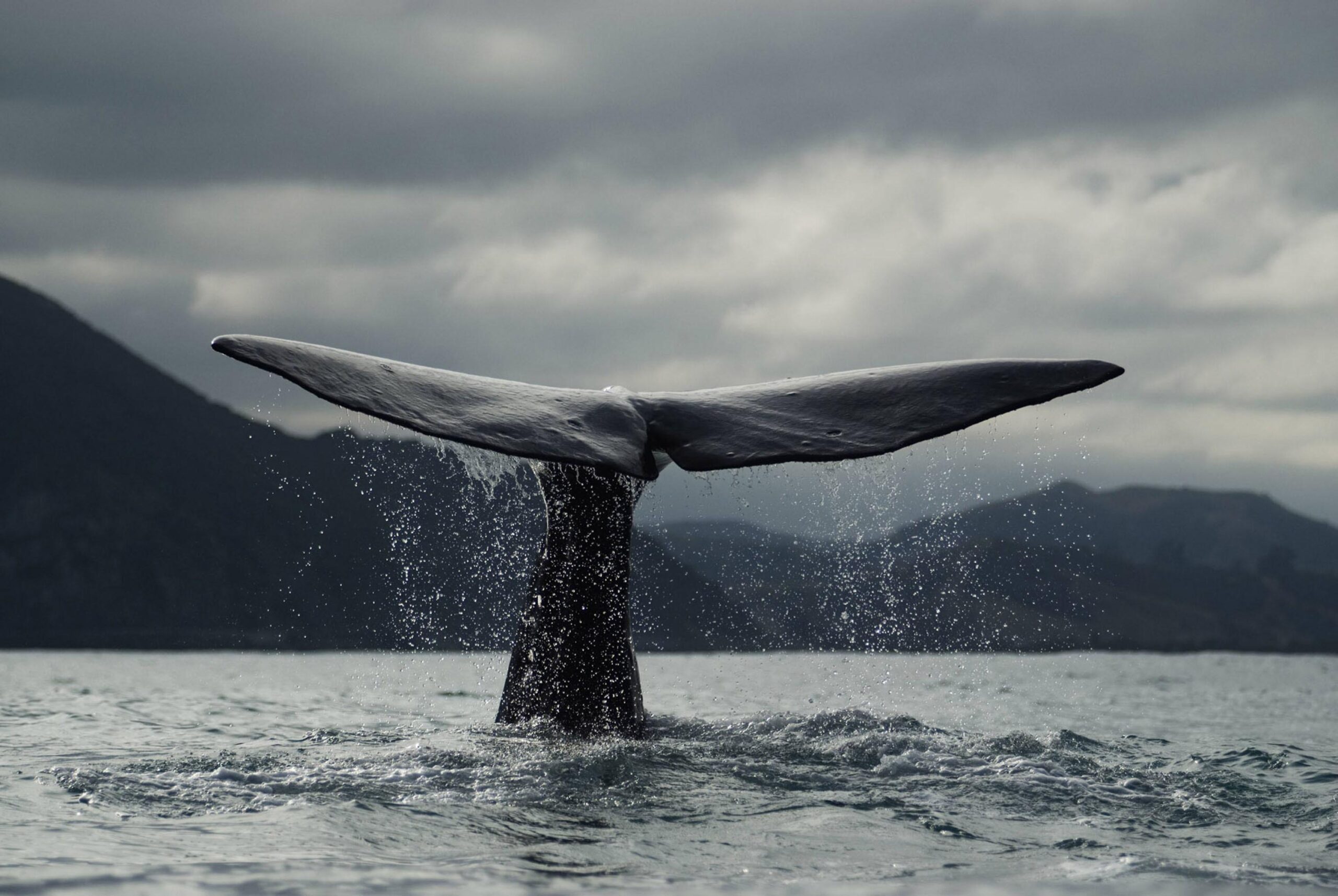 Humpback Whales Free Wallpapers Desktop