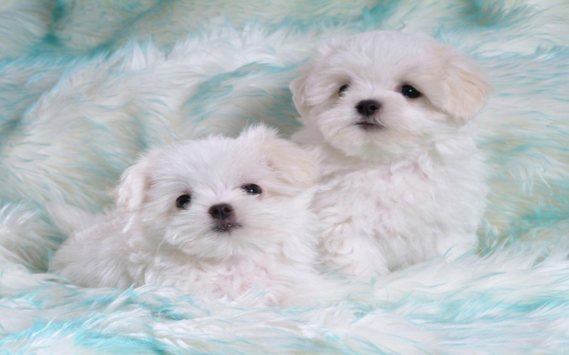 Cute Puppies Wallpapers