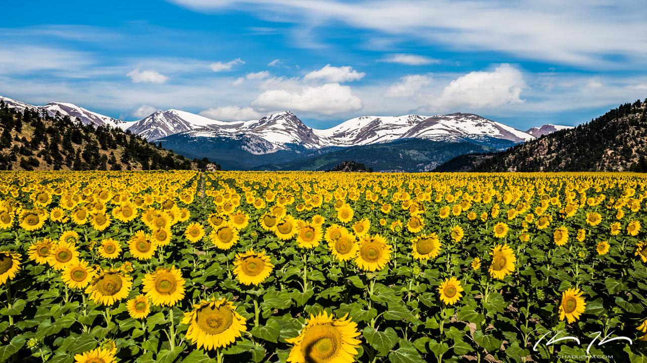 Denver Colorado Sunflowers Wallpapers ~ Chad Ulam Photography