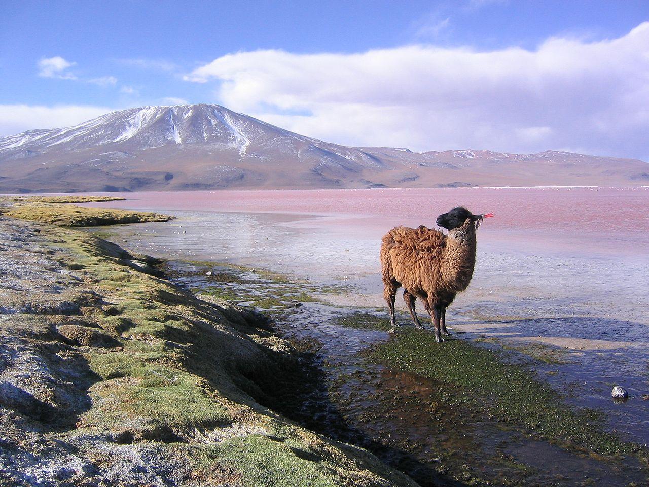 File:Llama en la laguna Colorada Potosí Bolivia