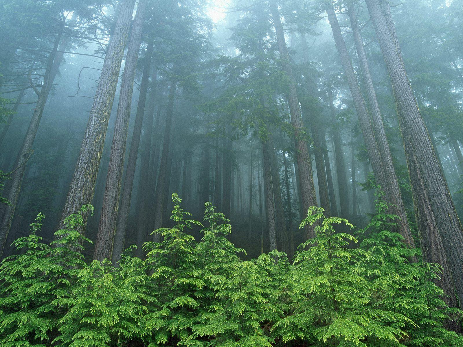 olimpic national park