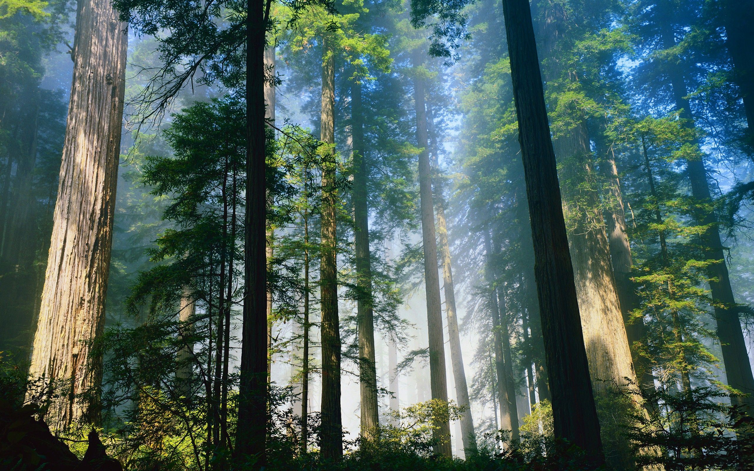 Redwood National and State Parks