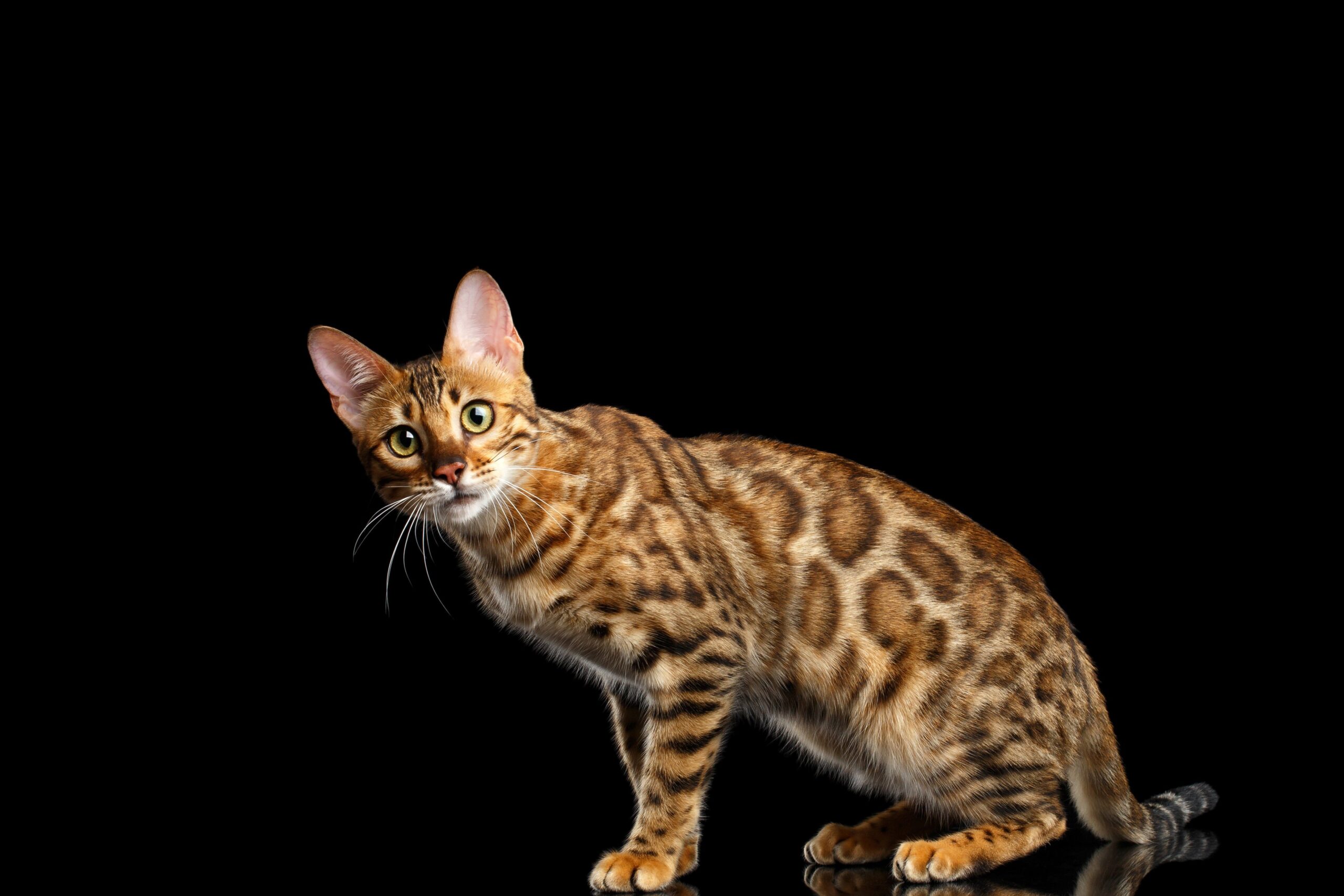 4k wallpapers bengal cat