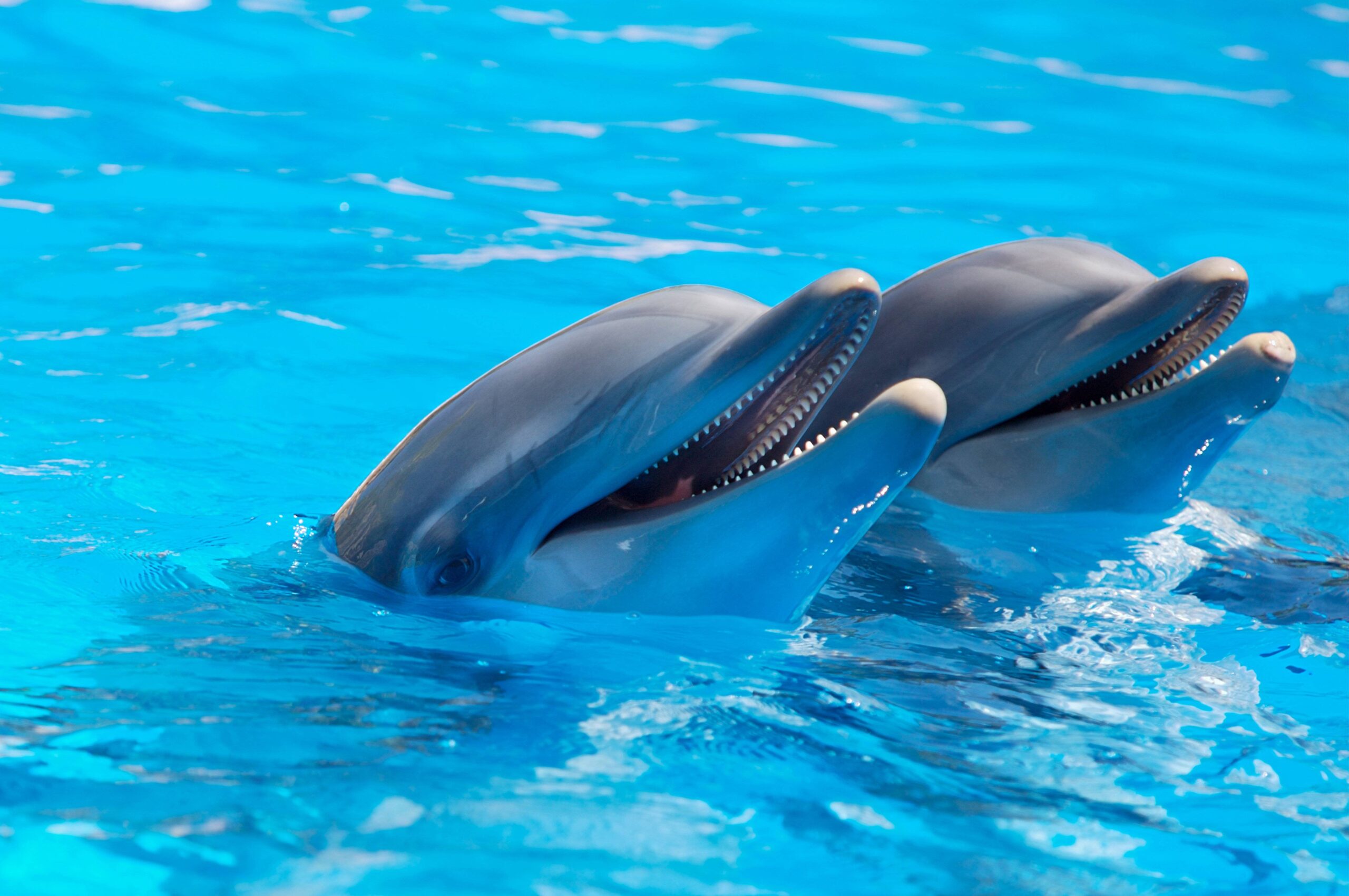 171 Dolphin Wallpapers