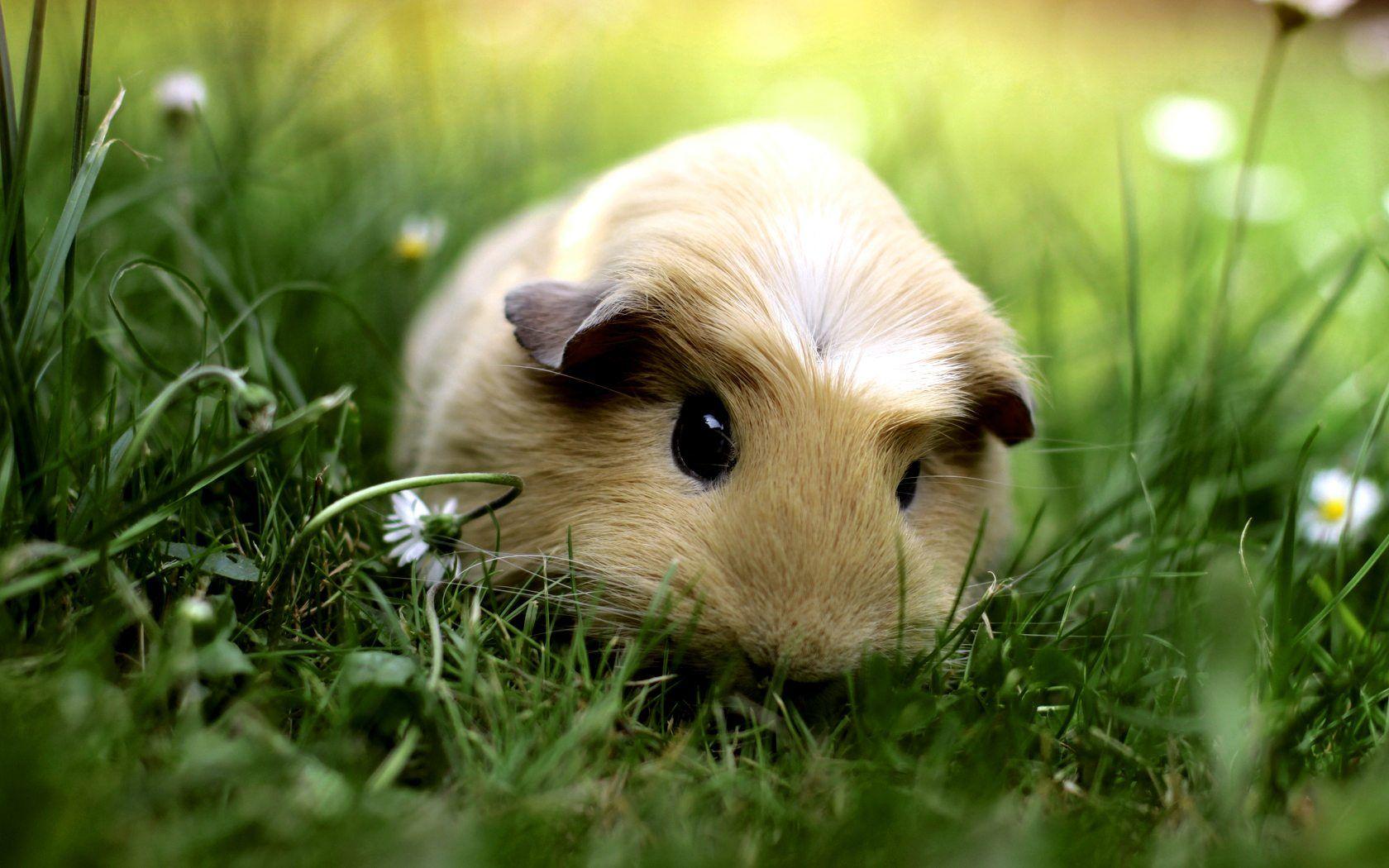 Cute Guinea Pig Wallpapers