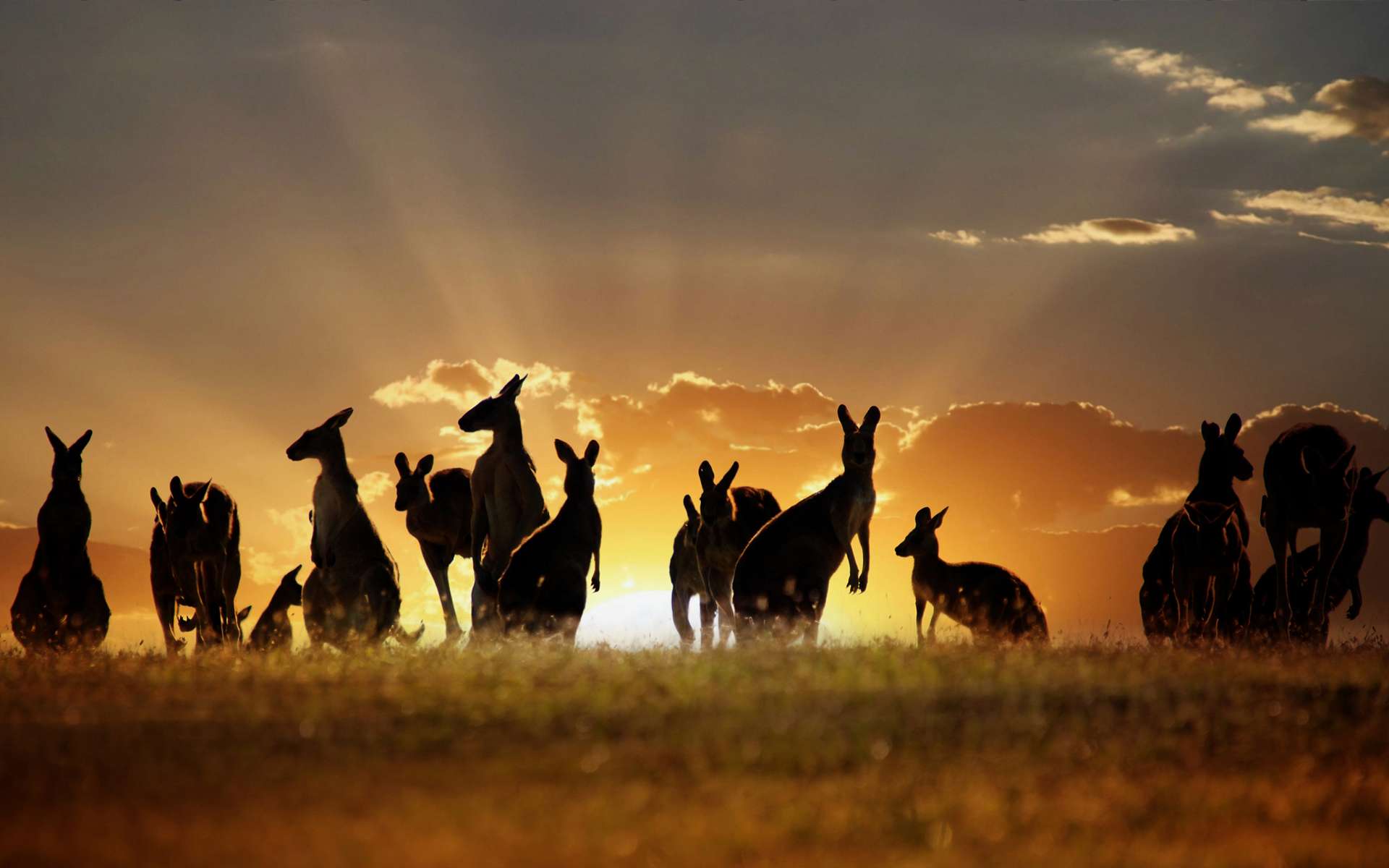 Download Kangaroo Wallpapers 8977 High Resolution