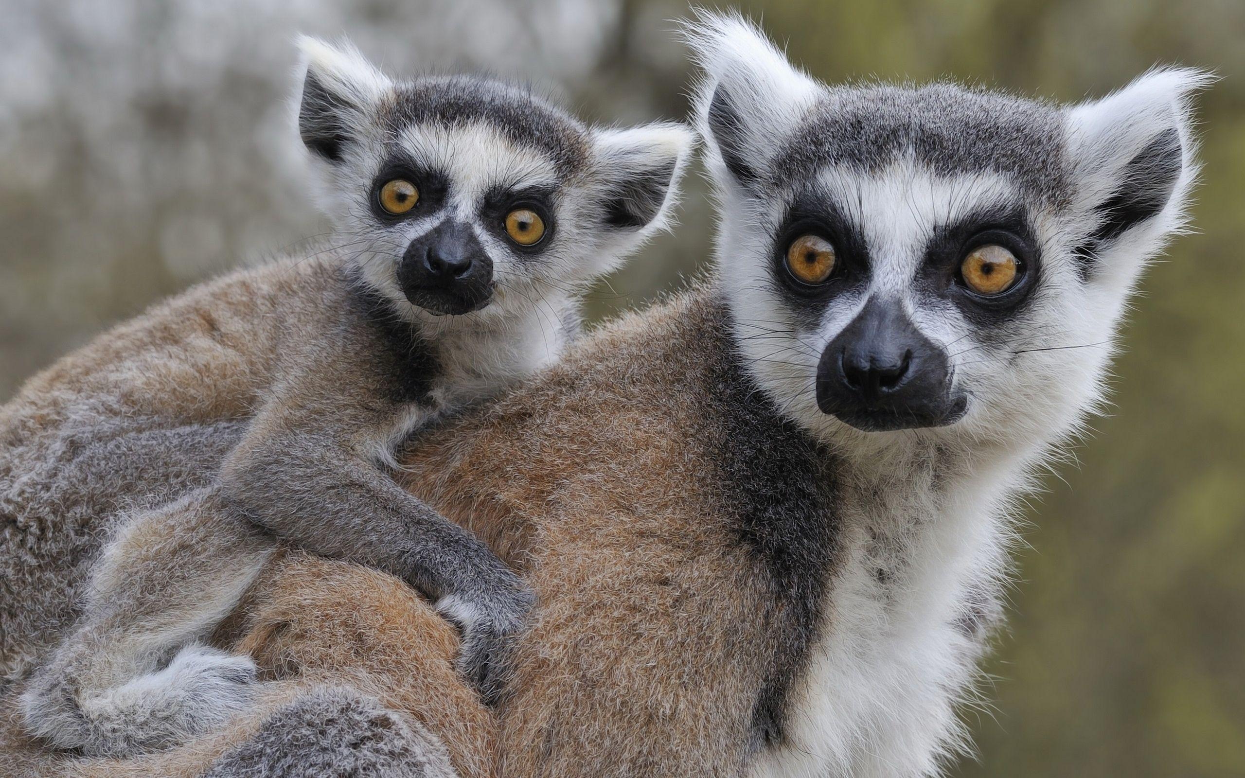 abstract hd wallpaper, katta,tailed, mobile wallpaper, lemur