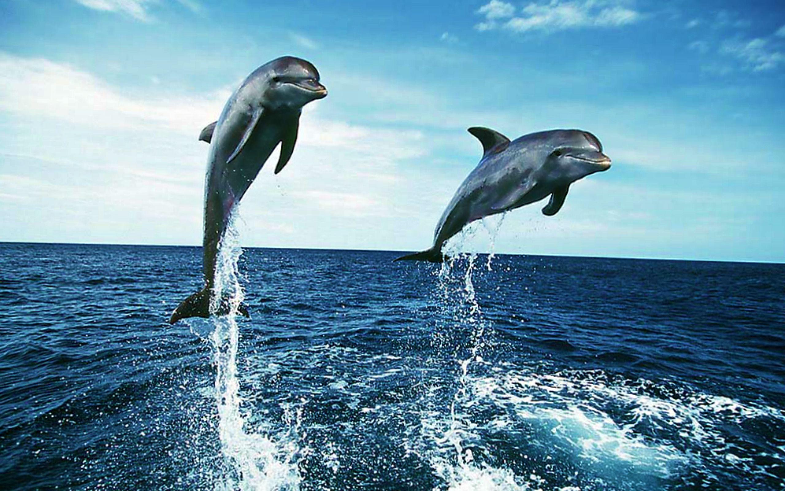 Dolphin Wallpapers Desktop