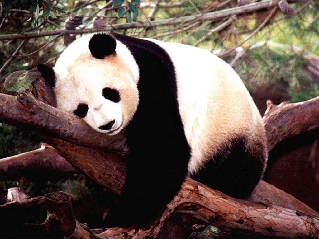 Wallpapers For > Baby Panda Bear Wallpapers