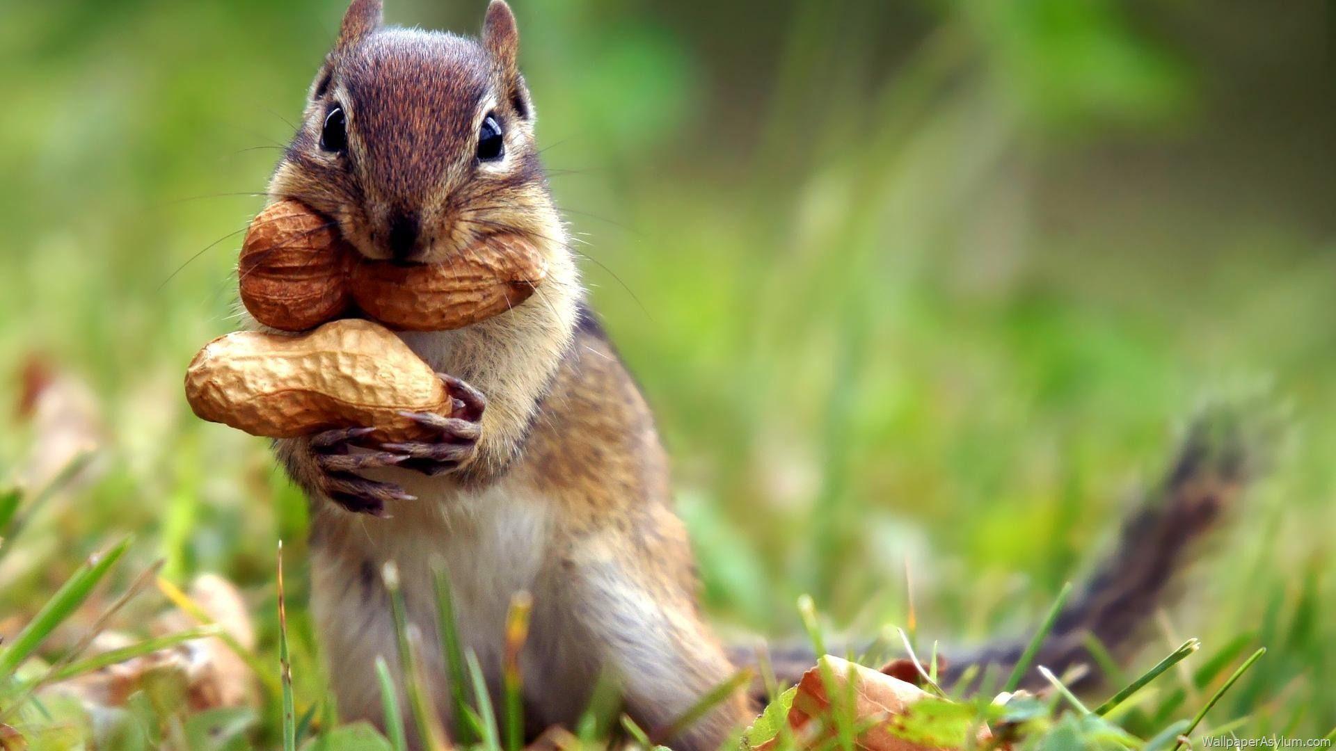 Squirrel wallpapers