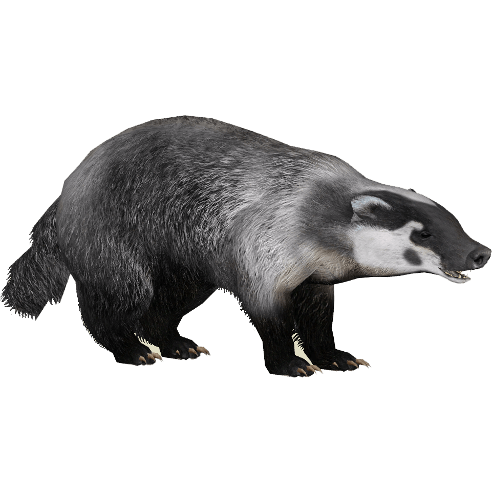 Badger image free download