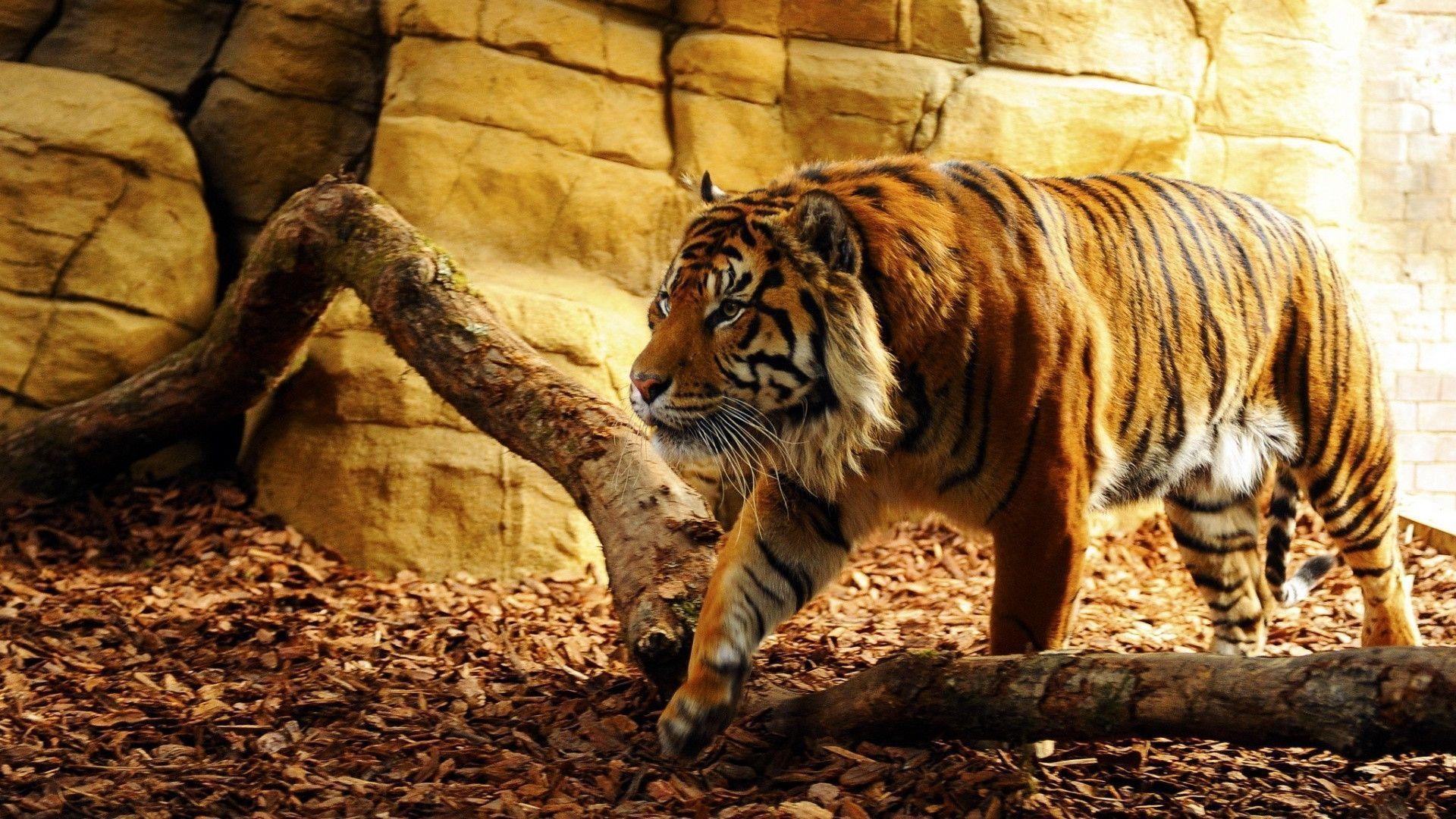 Tiger Wallpapers