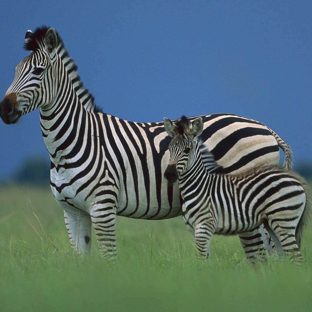 Baby Zebra Facts, Wallpapers, Info on Stripes & What It’s Called