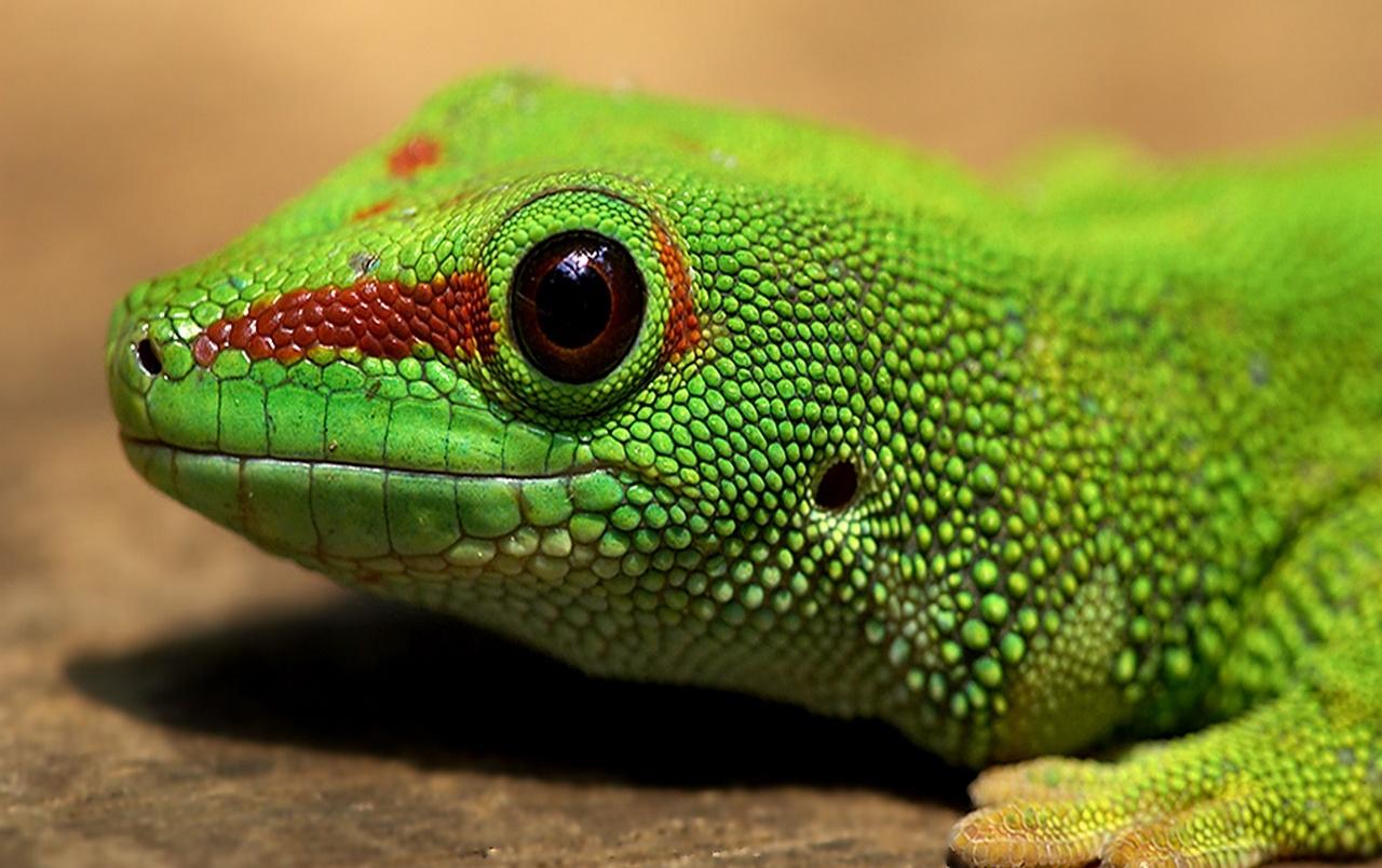 Gecko wallpapers