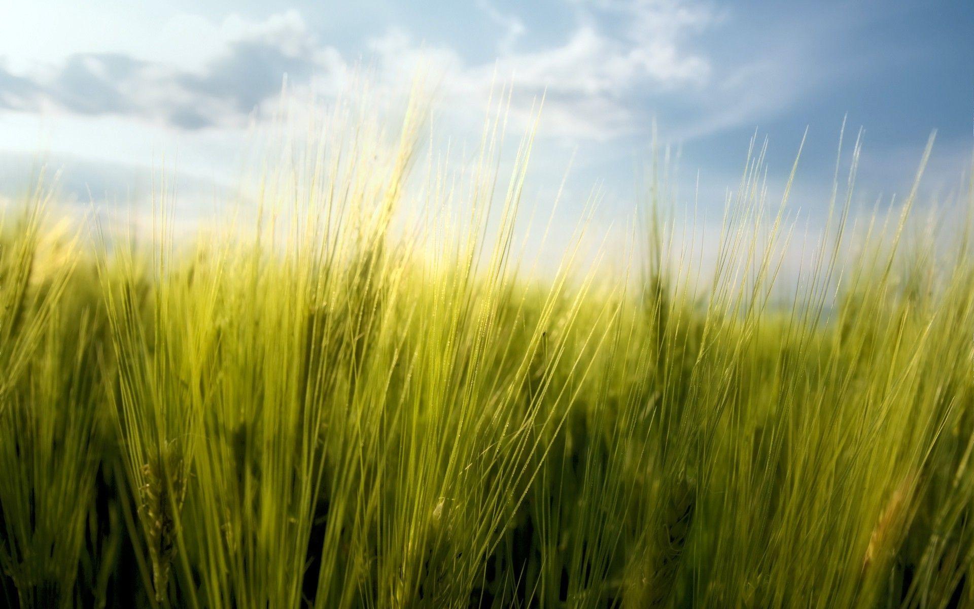 macro, Nature, Spring, Wheat, Bulgaria Wallpapers HD / Desktop and