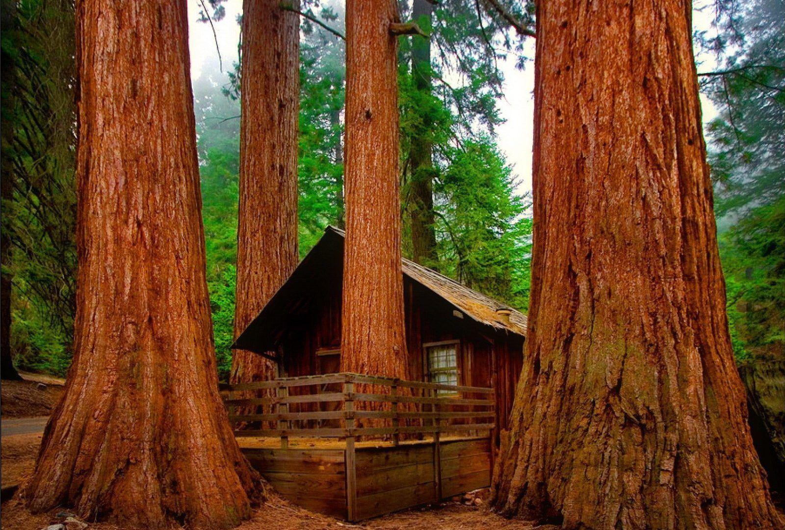 Sequoia Tag wallpapers: Sequoi Nature Forest Brown Wood Tree