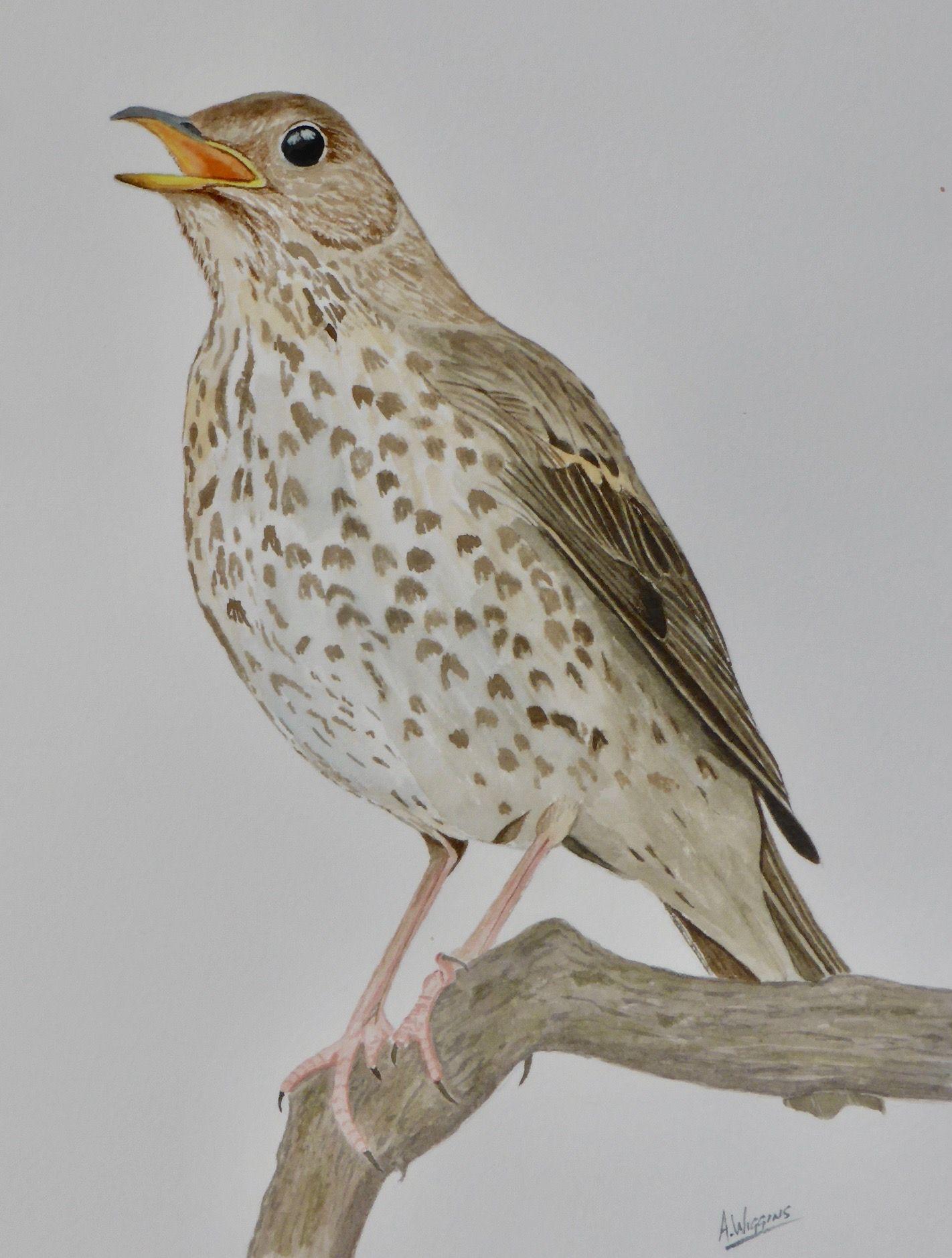 Song Thrush, Watercolour painting by : A.Wiggins