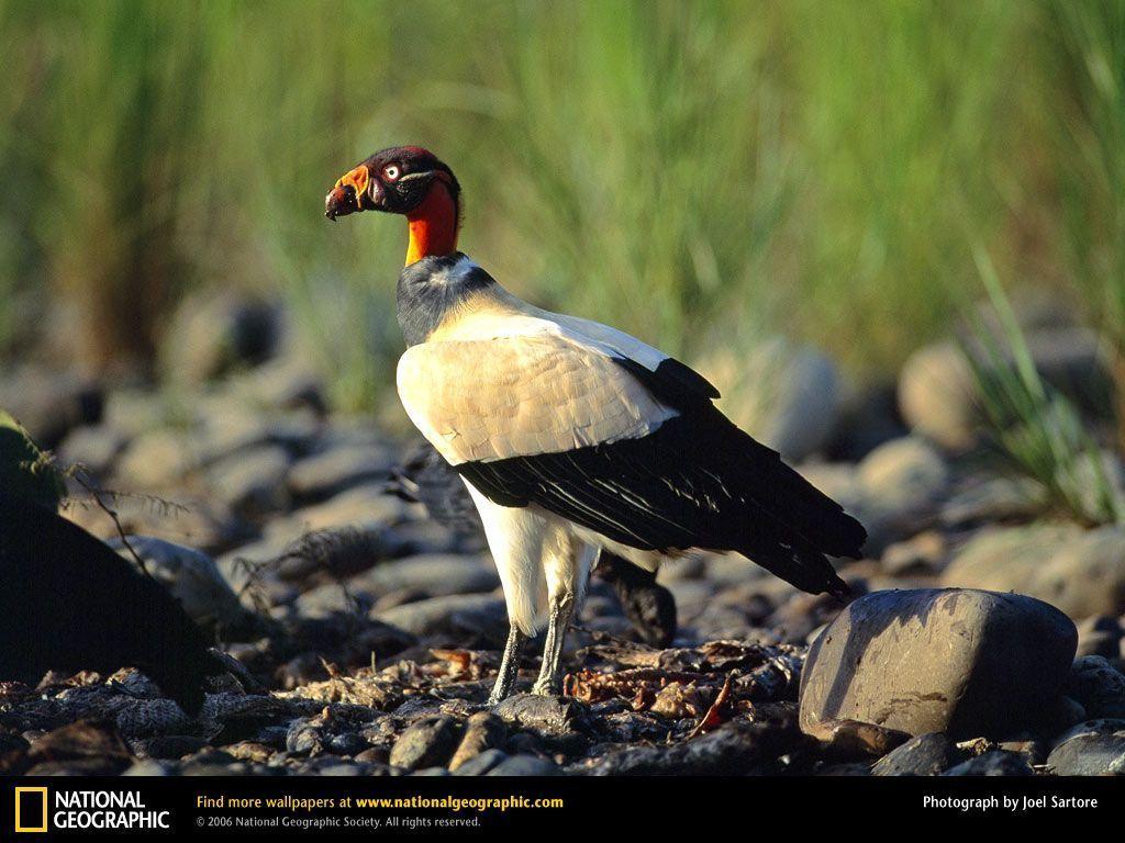 King Vulture Picture, King Vulture Desktop Wallpaper, Free