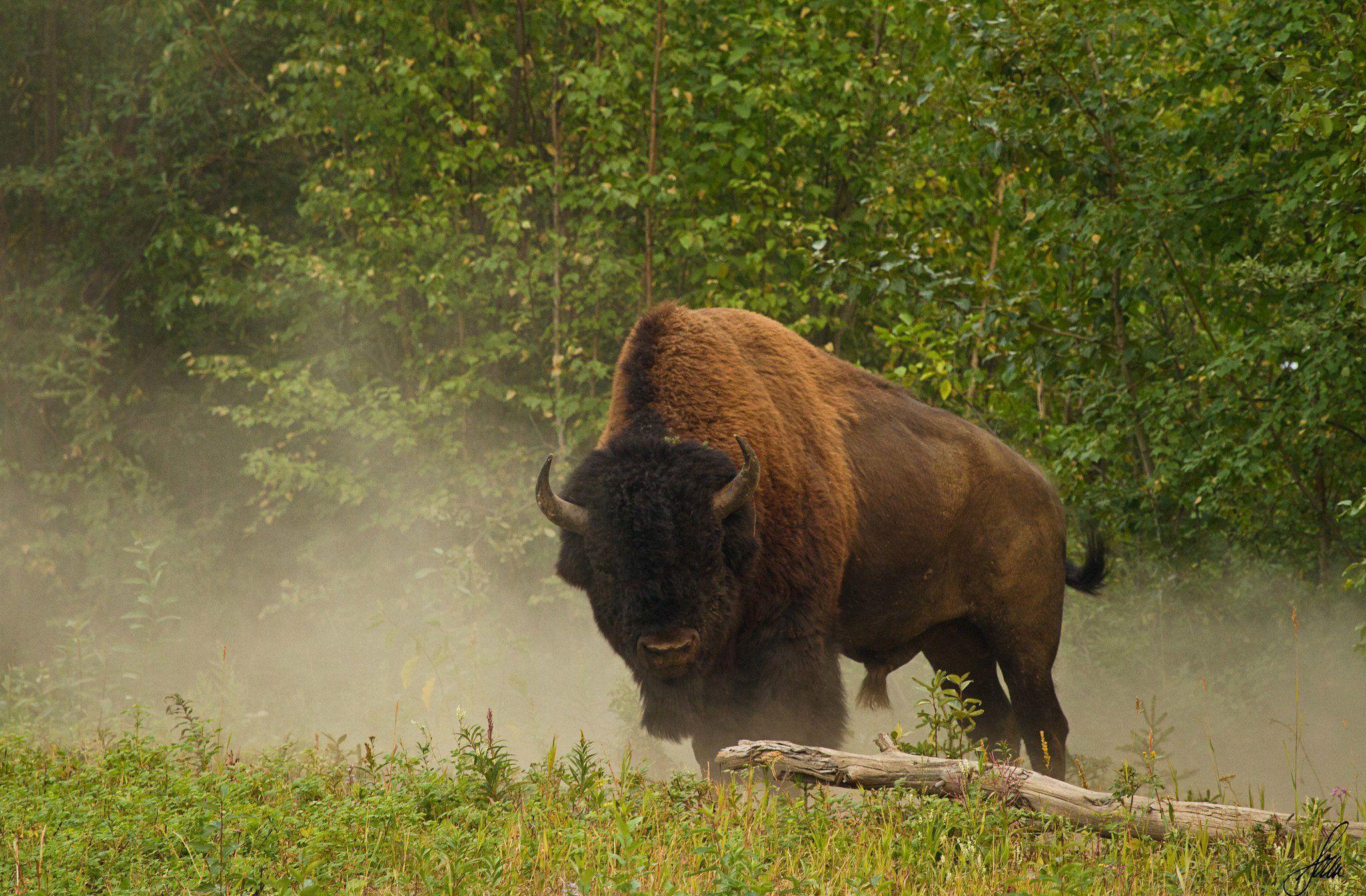 Bison Computer Wallpapers, Desktop Backgrounds Id: 293923