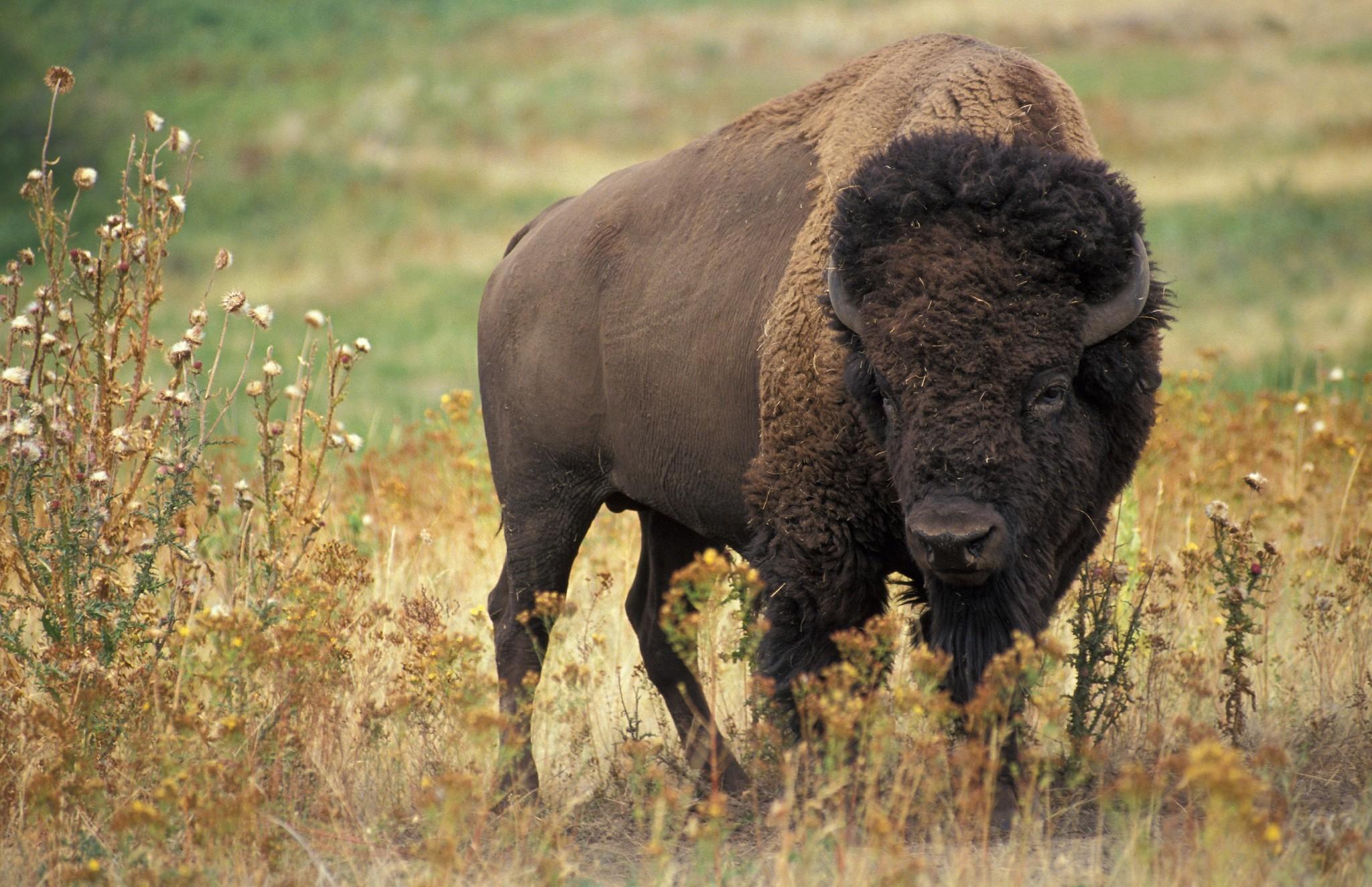 Download American Bison, Field, Horns, Buffalo Wallpapers