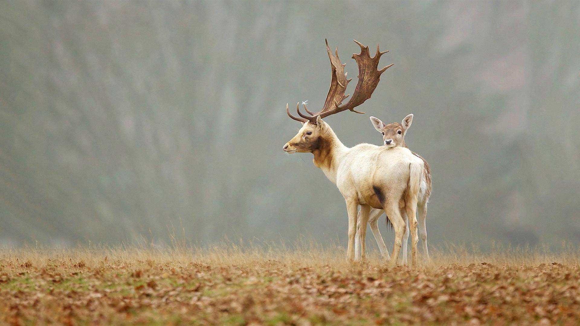 Deer Wallpapers 16