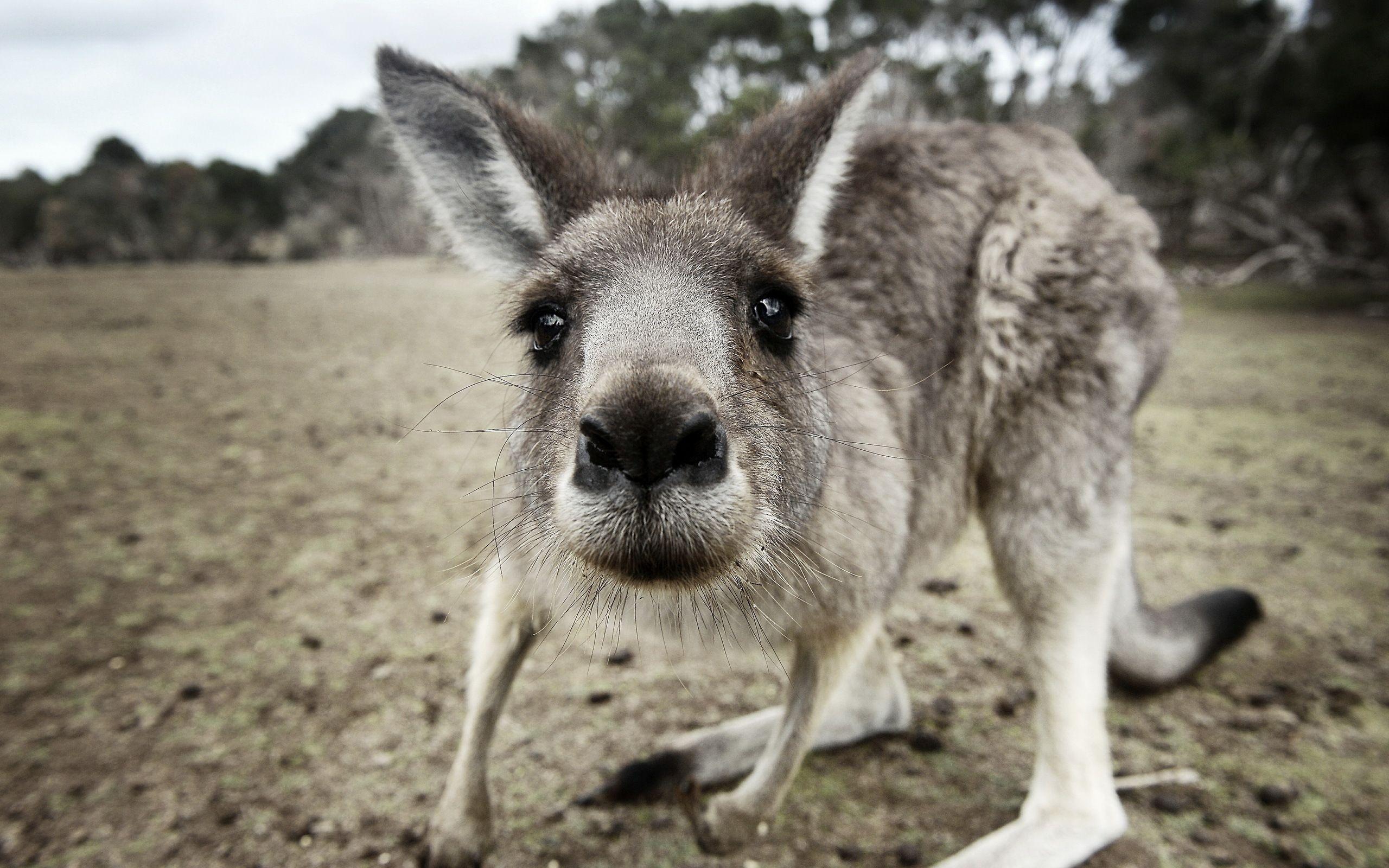 46 Kangaroo HD Wallpapers