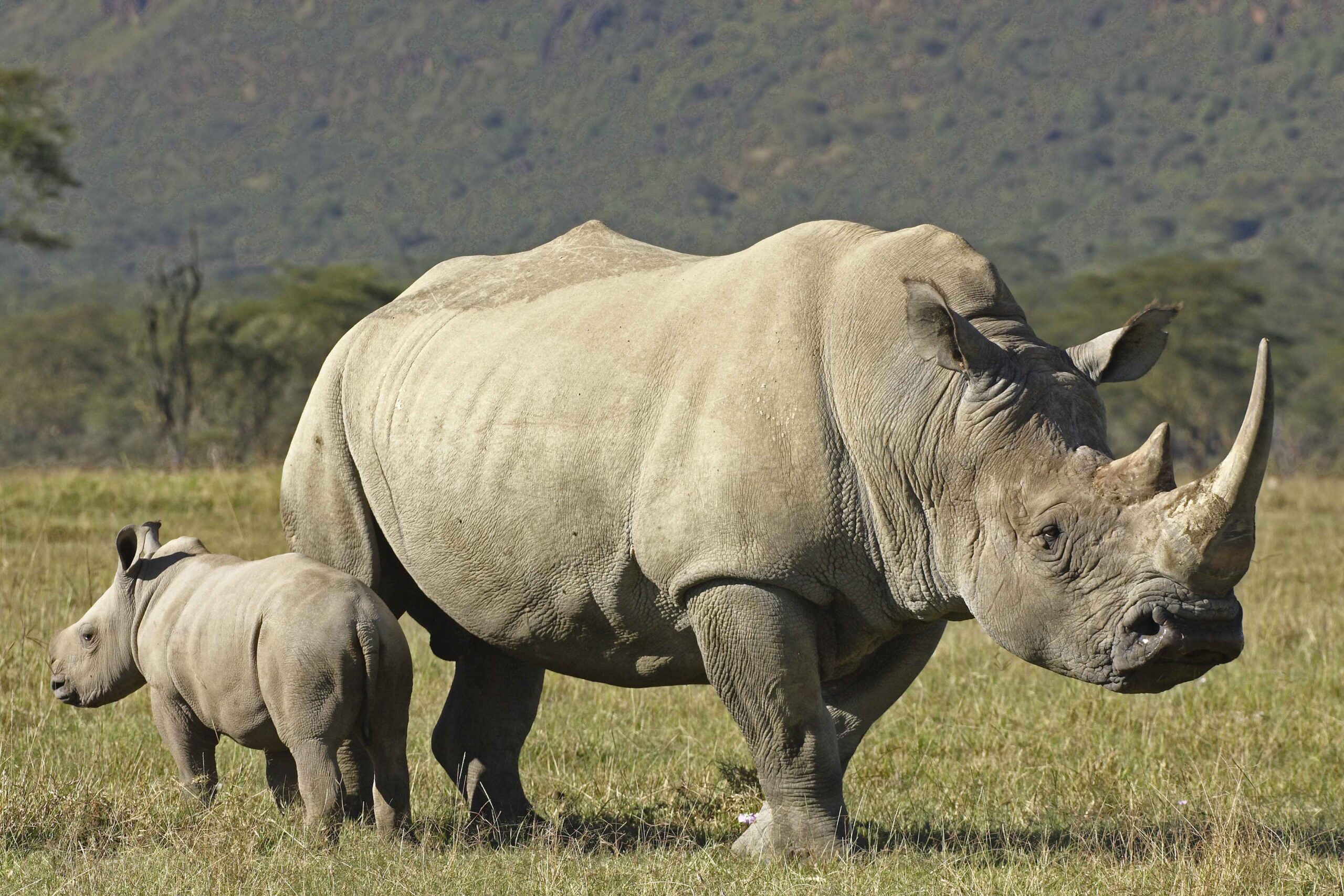 Rhino Full HD Wallpapers and Backgrounds Image