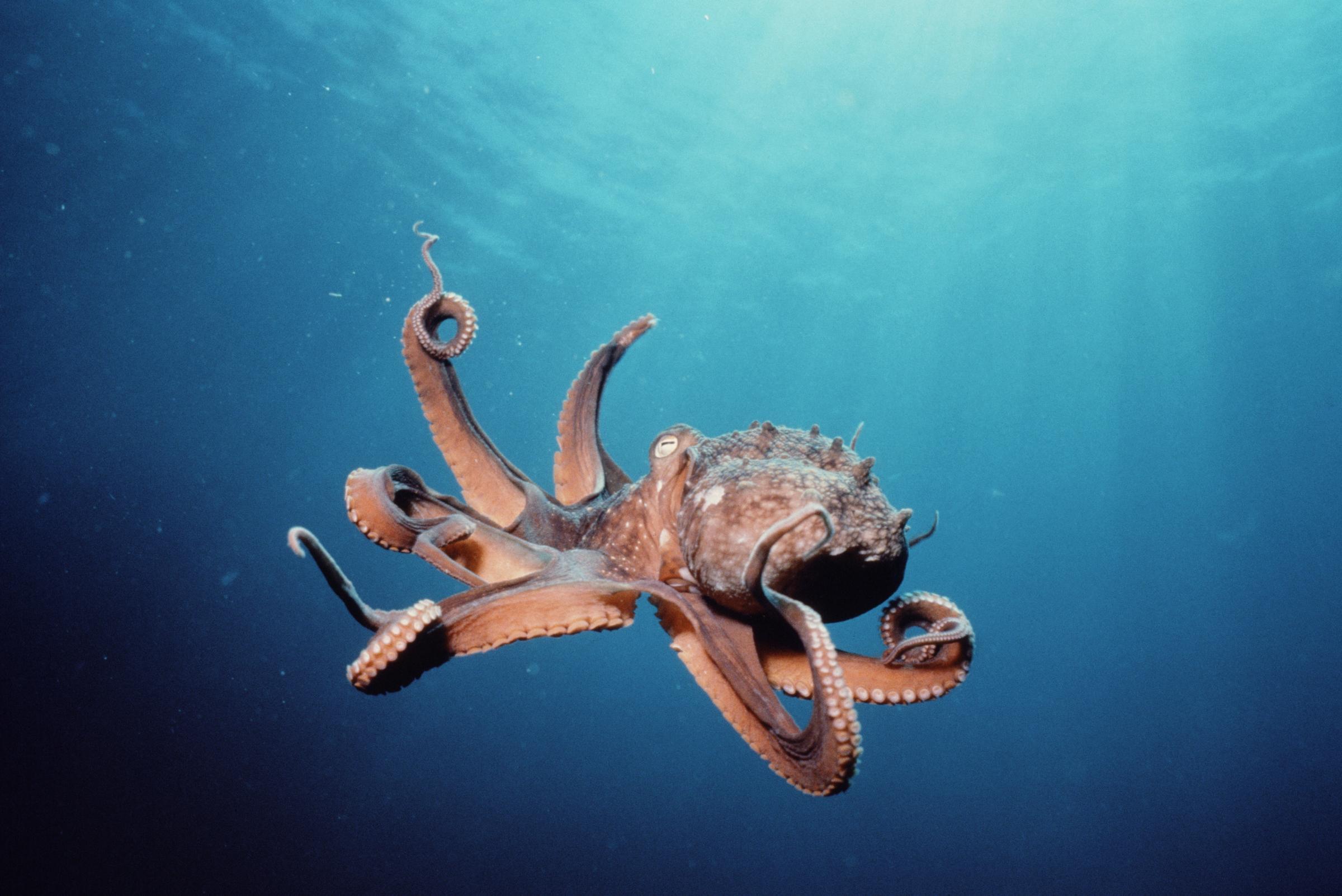 Octopus HD Wallpapers