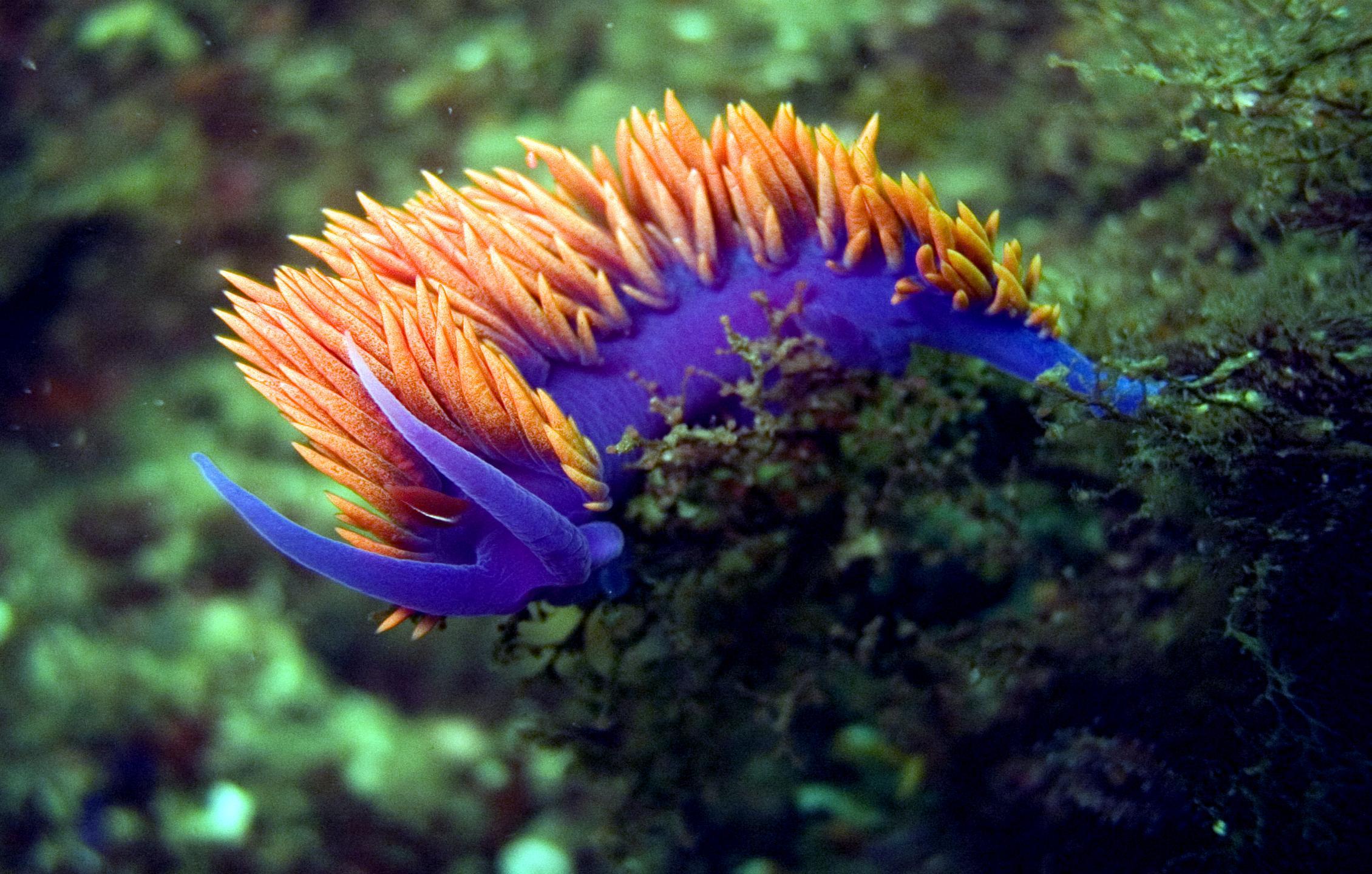 chanting* Sea Slugs, Sea Slugs, Sea Slugs…