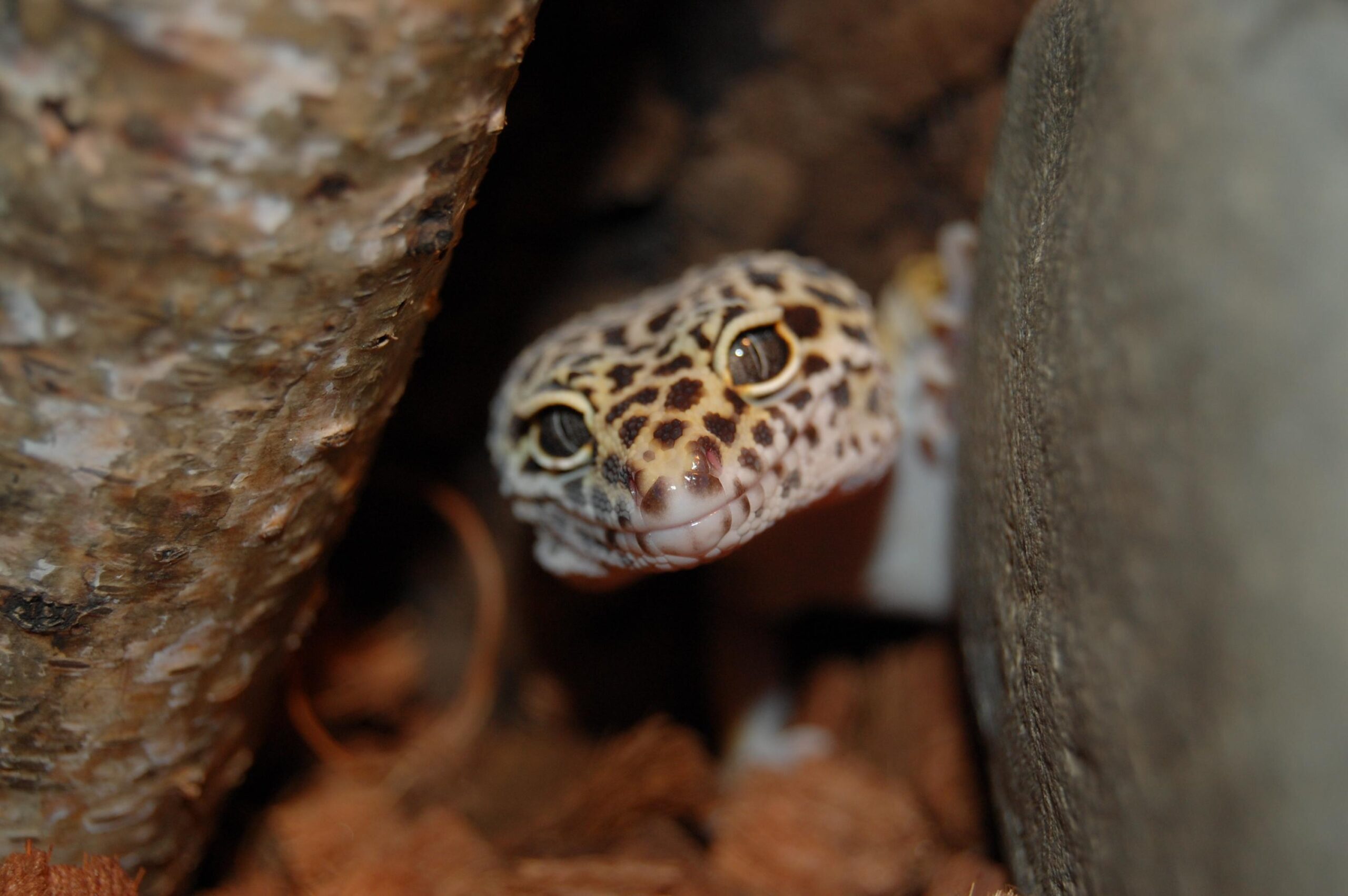 Leopard Gecko Wallpapers HD Download