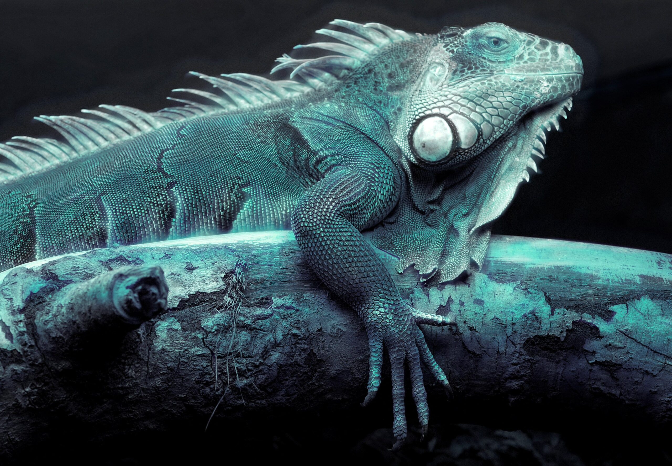 iguana for desktops