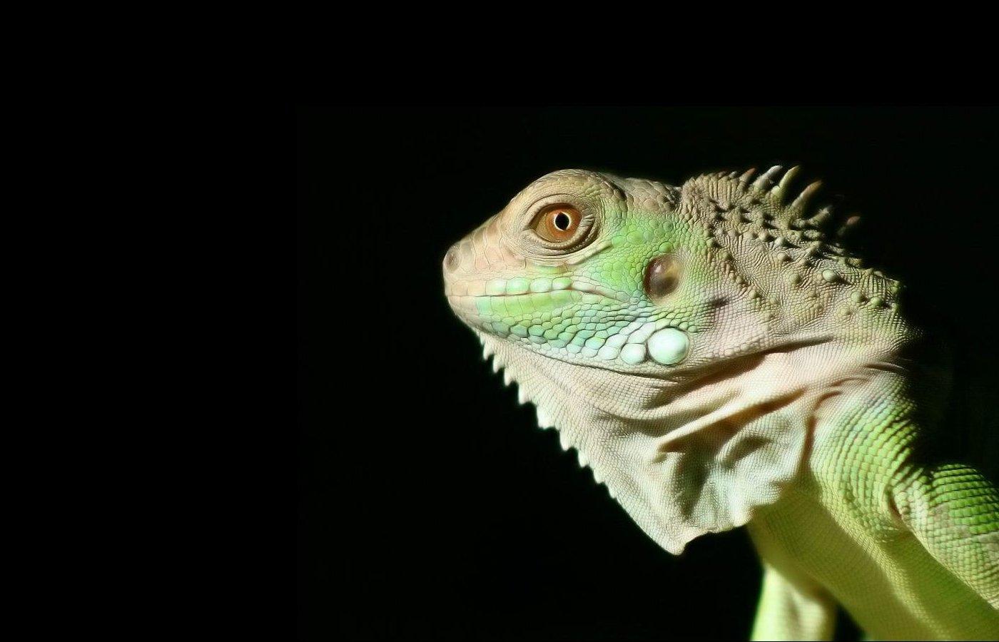 Iguana Wallpapers