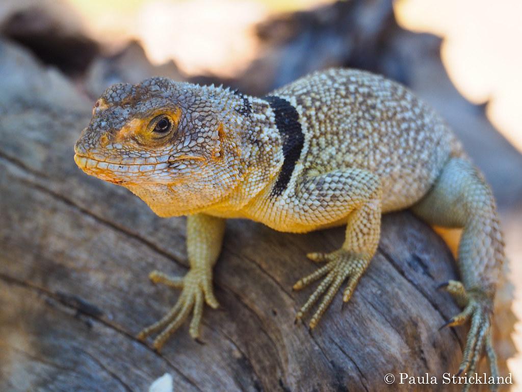 The World’s Best Photos of lizard and oplurus