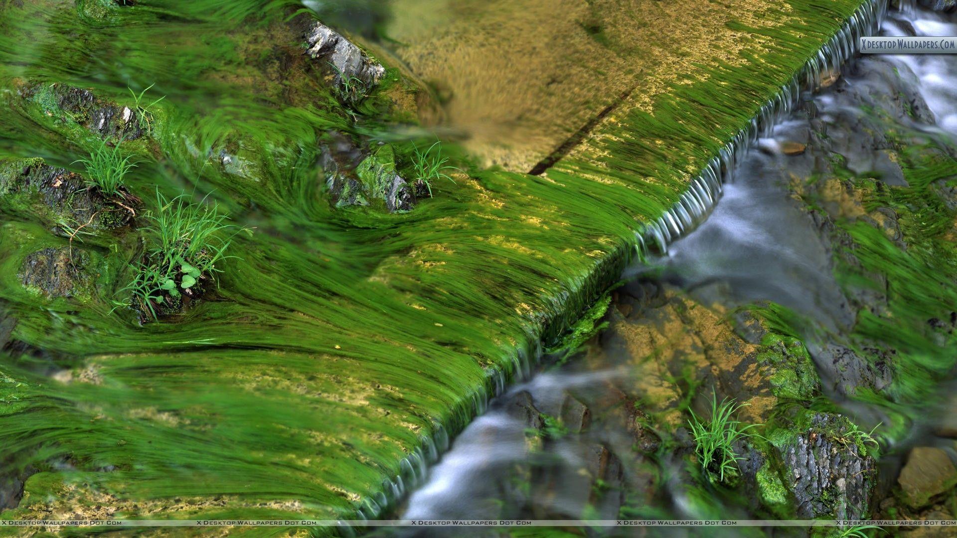 Algae Patterns in Harts Run, Greenbrier State Forest, West