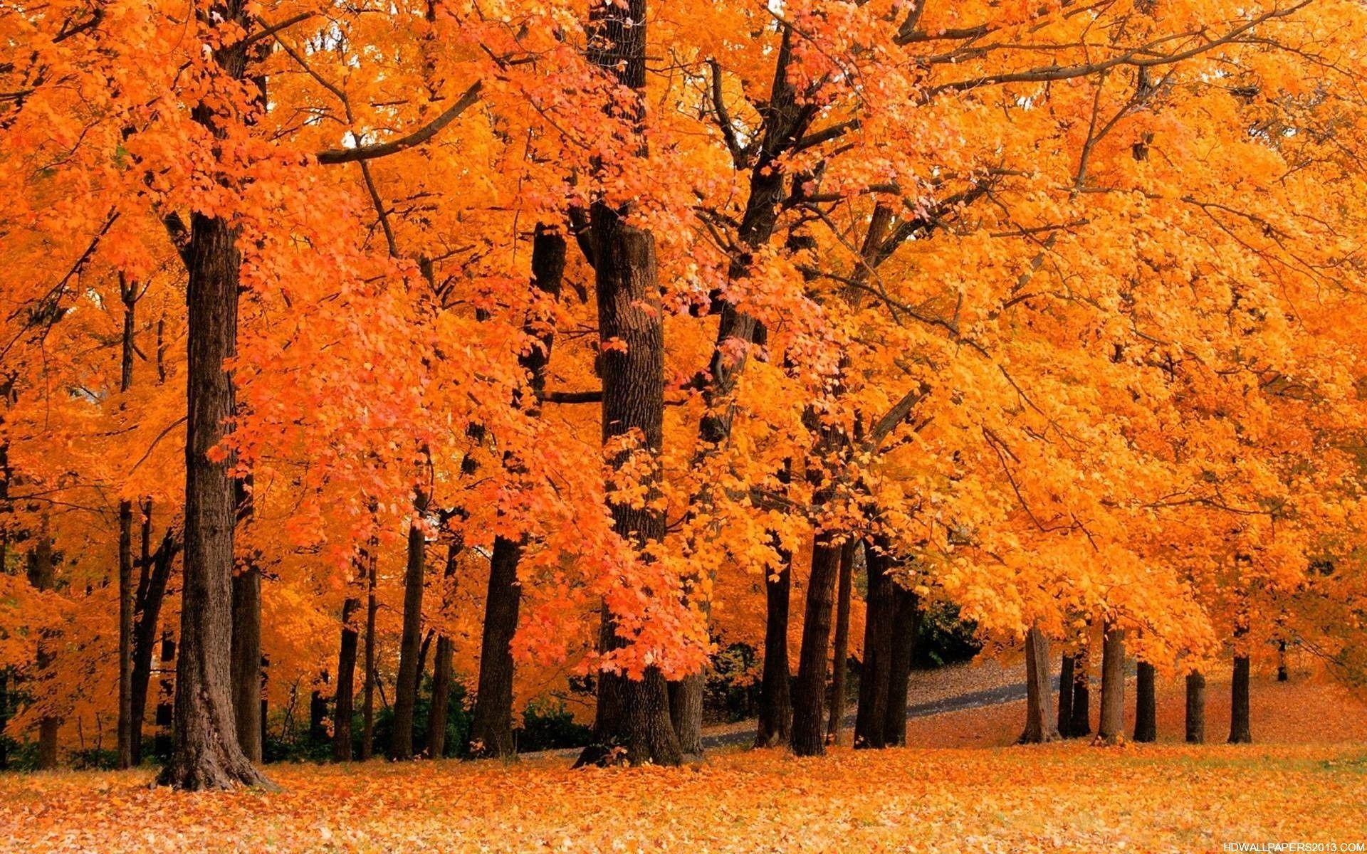 Fall Wallpapers Desktop wallpapers