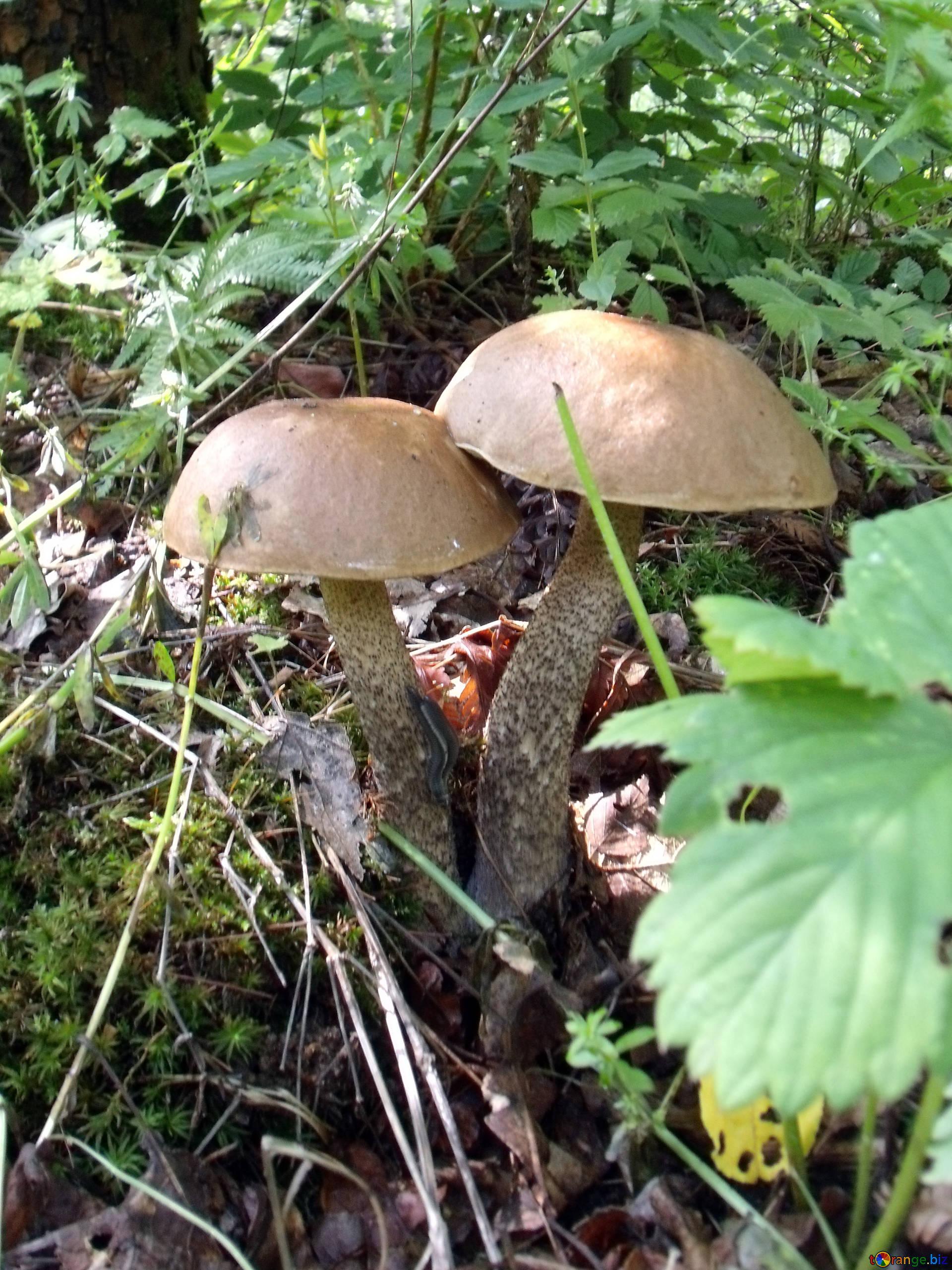 Scaber stalk mushrooms boletus mushrooms wallpapers for desktop