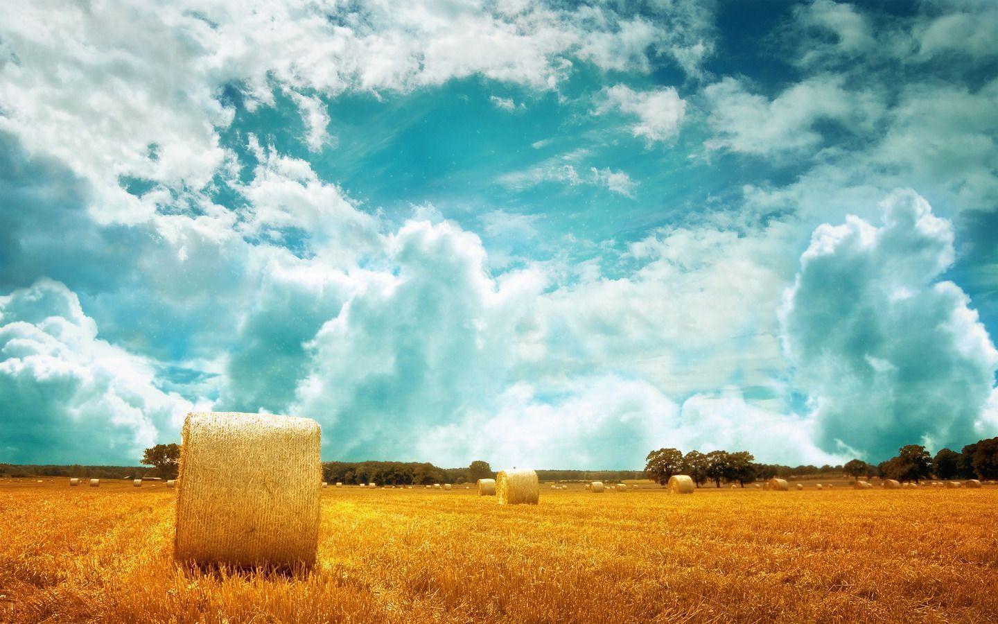 Wallpapers : Hay Field X Hd Wallpapers For Desktop Free