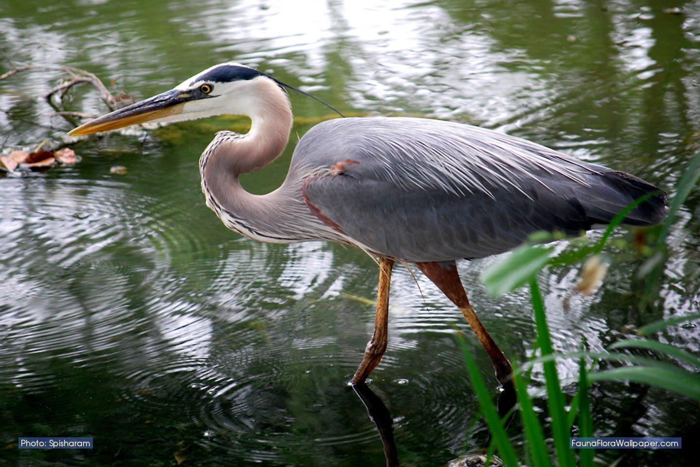 85 Heron HD Wallpapers