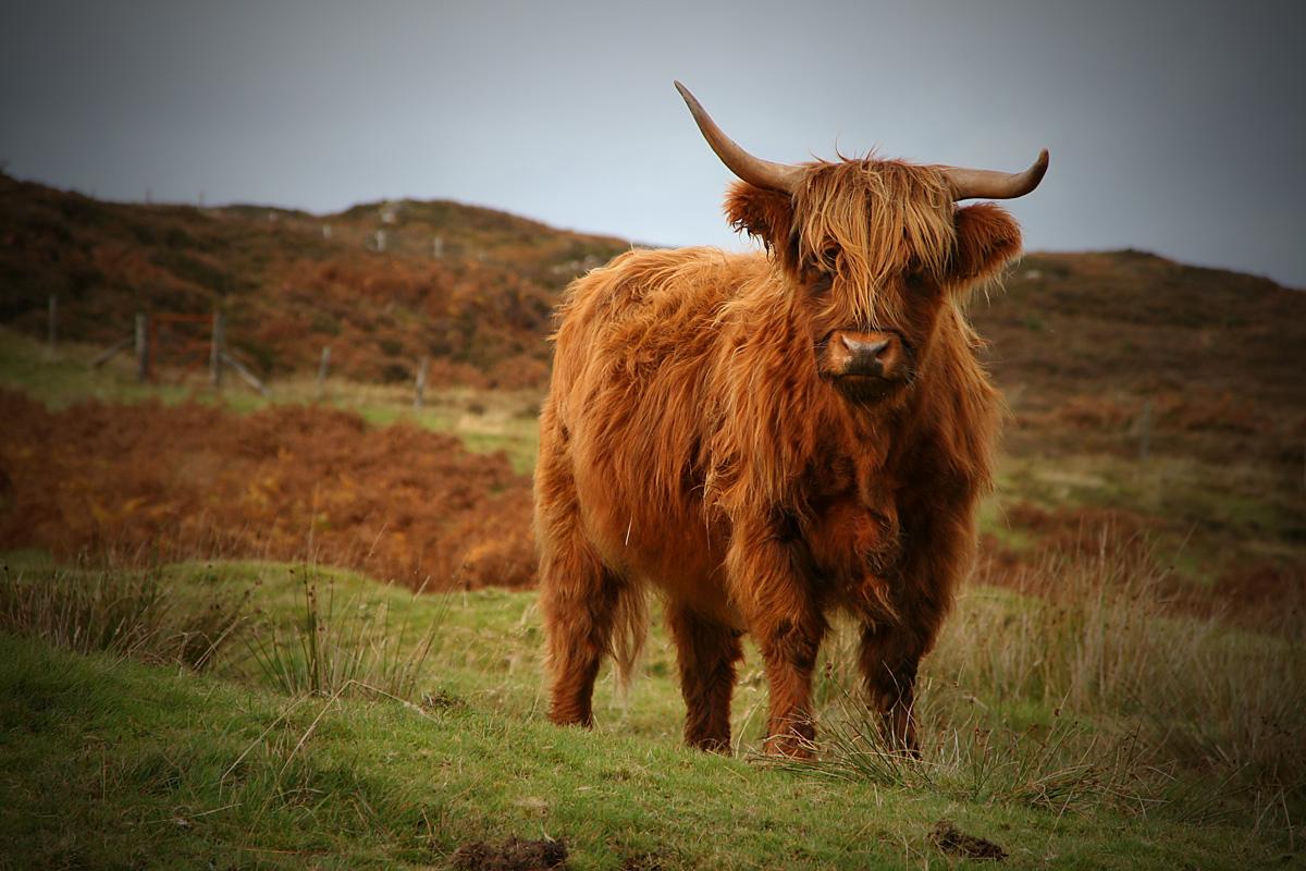 Best 51+ Highland Cow Wallpapers on HipWallpapers