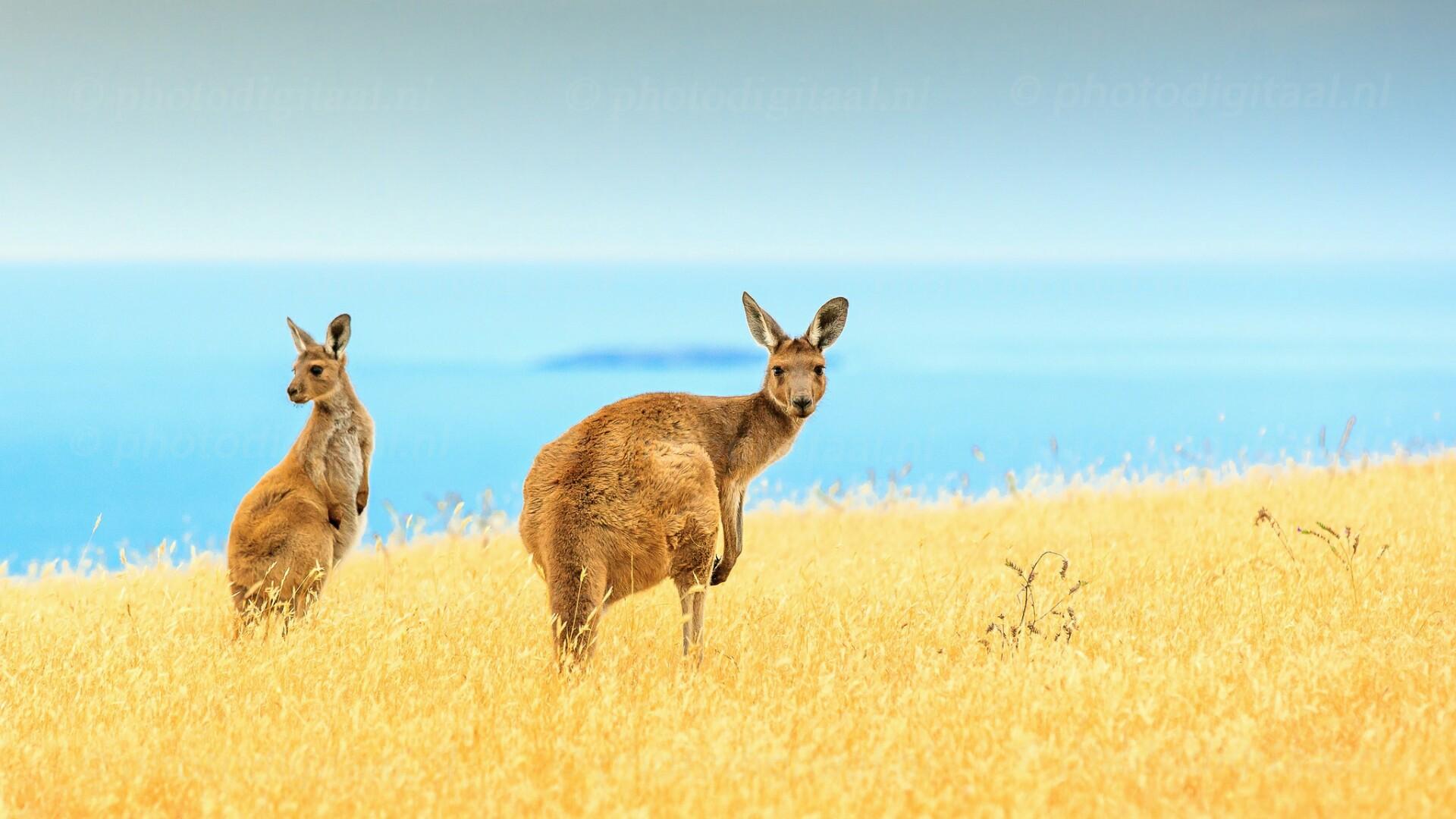 Kangaroo HD Wallpapers