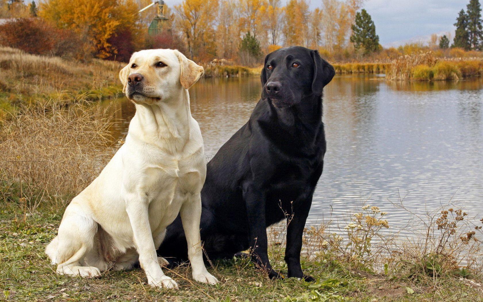 Pix For > Yellow Labrador Wallpapers