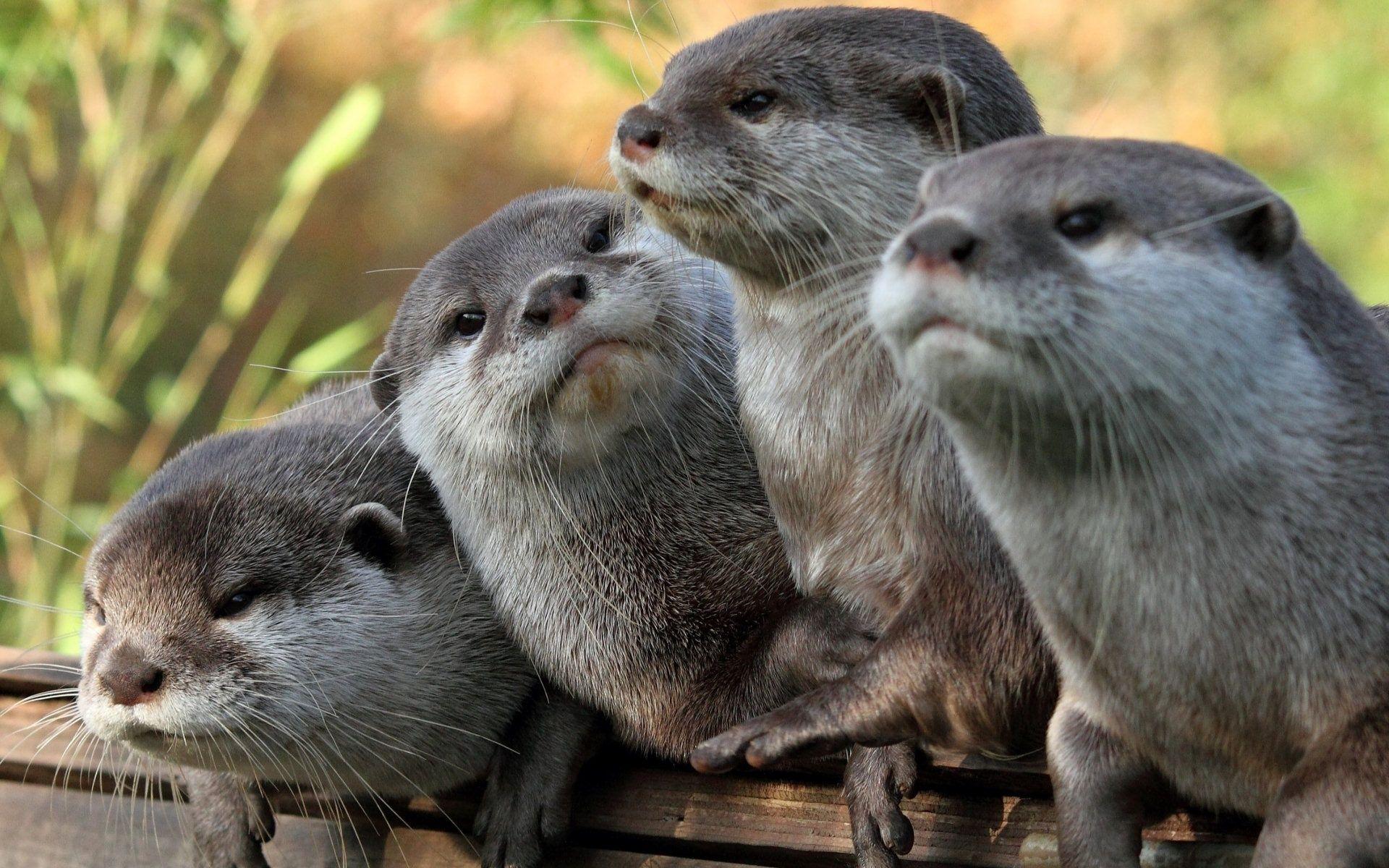 Otter Wallpapers HD 15327