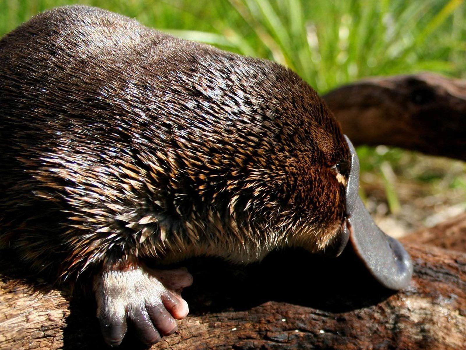 12 Platypus HD Wallpapers