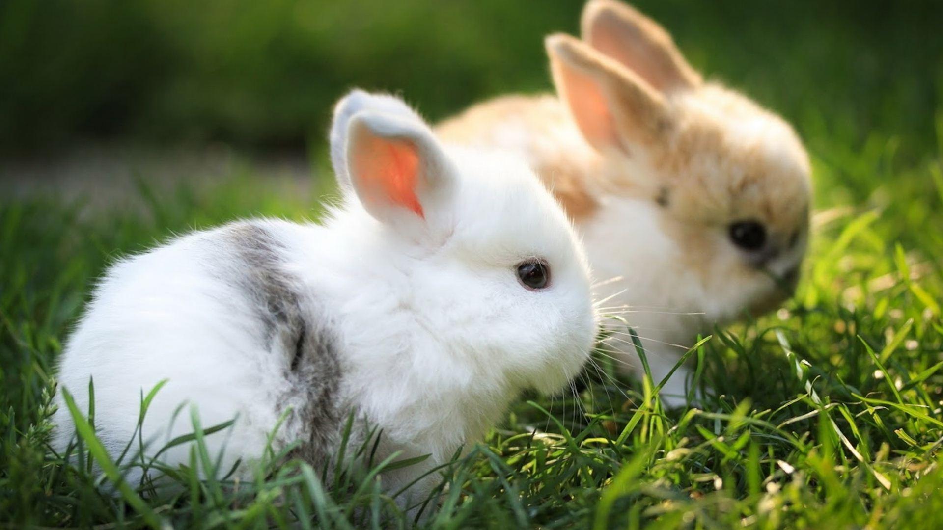 Download Cute Rabbit Wallpapers Wallpapers