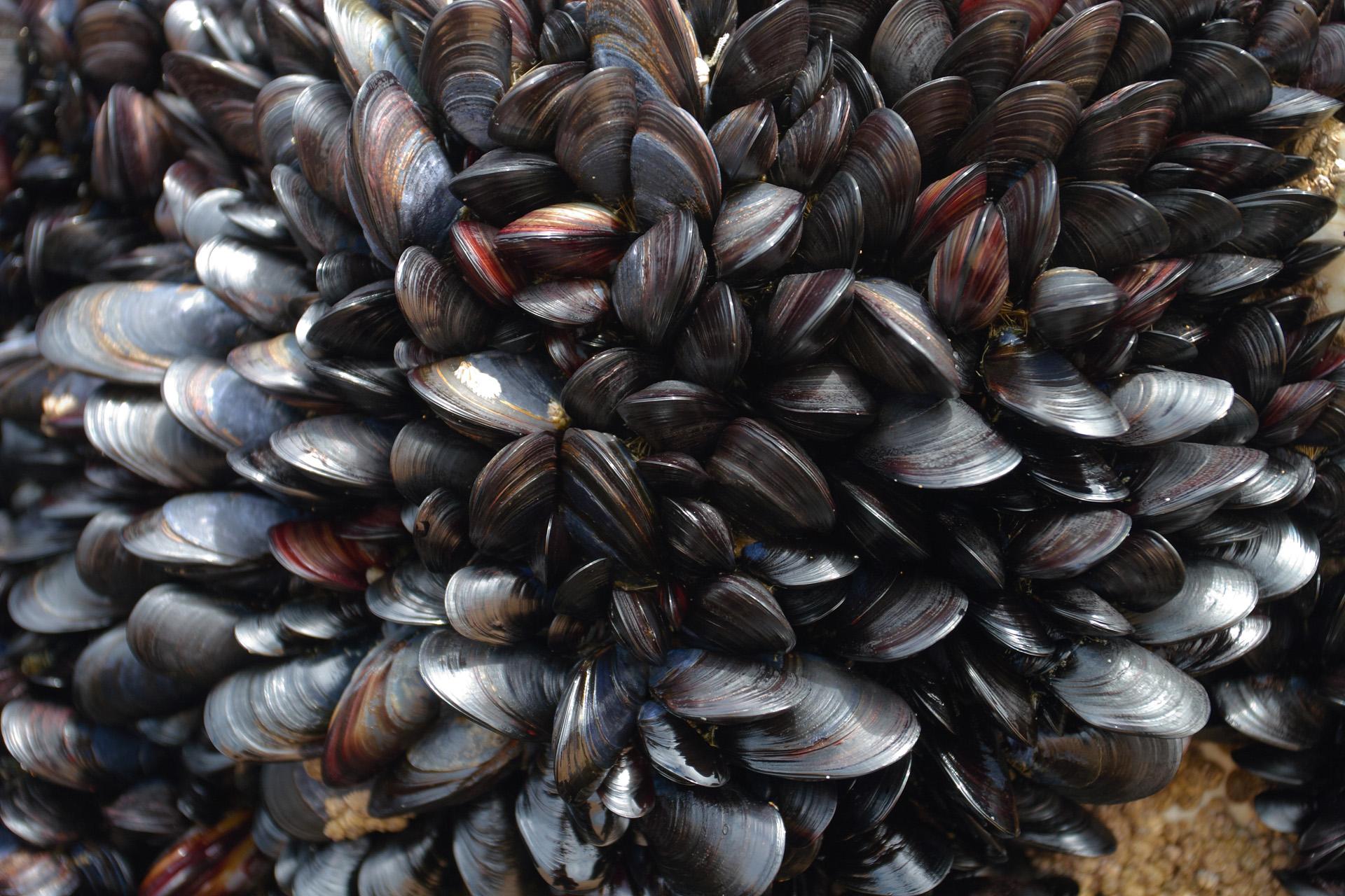 Mussels Wallpapers High Quality