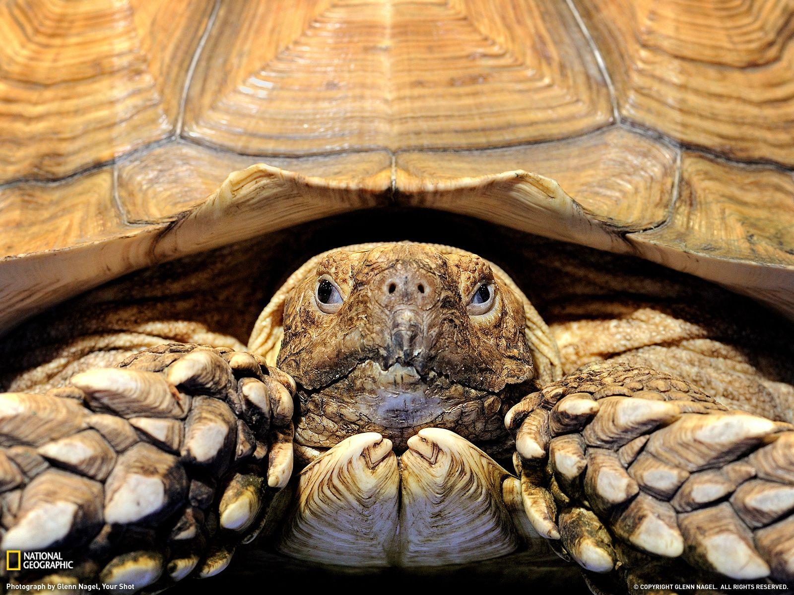 Tortoise Wallpapers