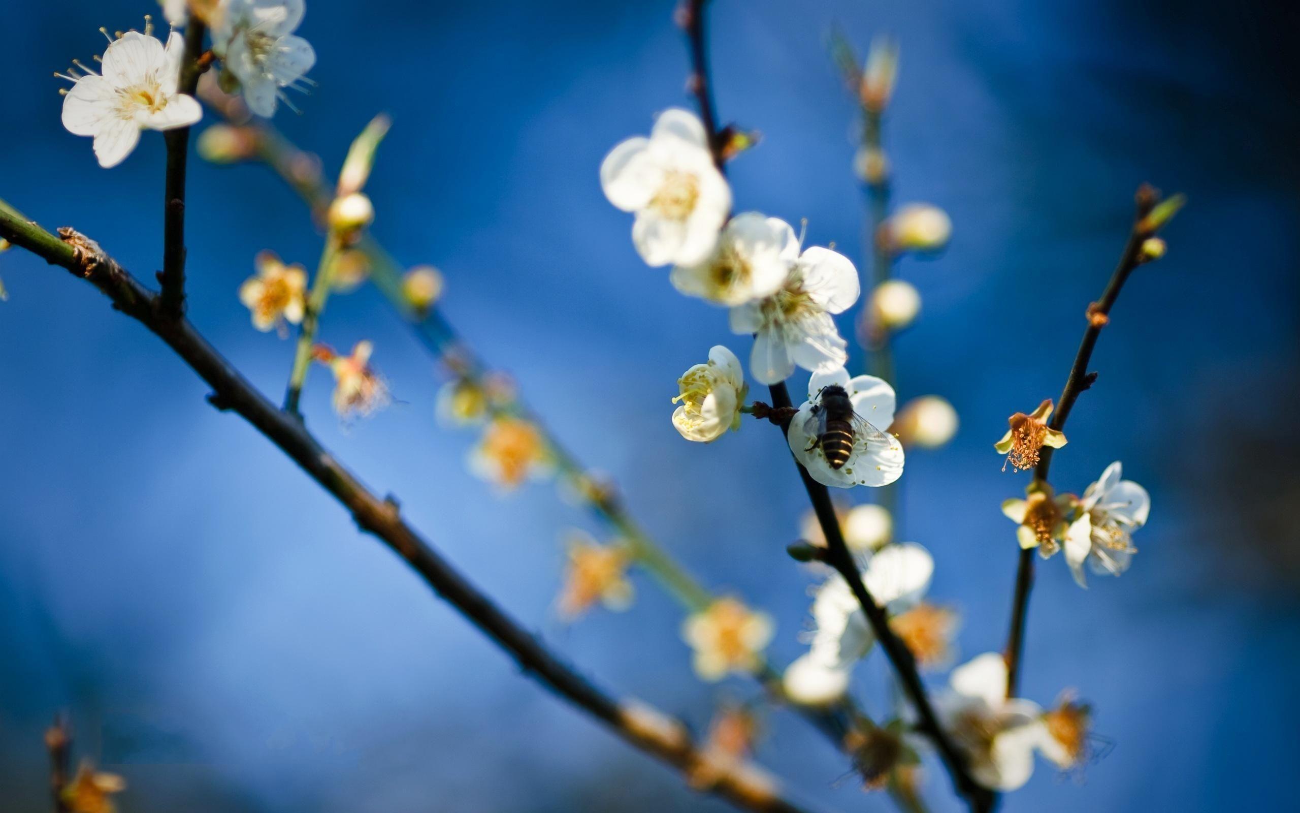 White Fowers HD Wallpapers