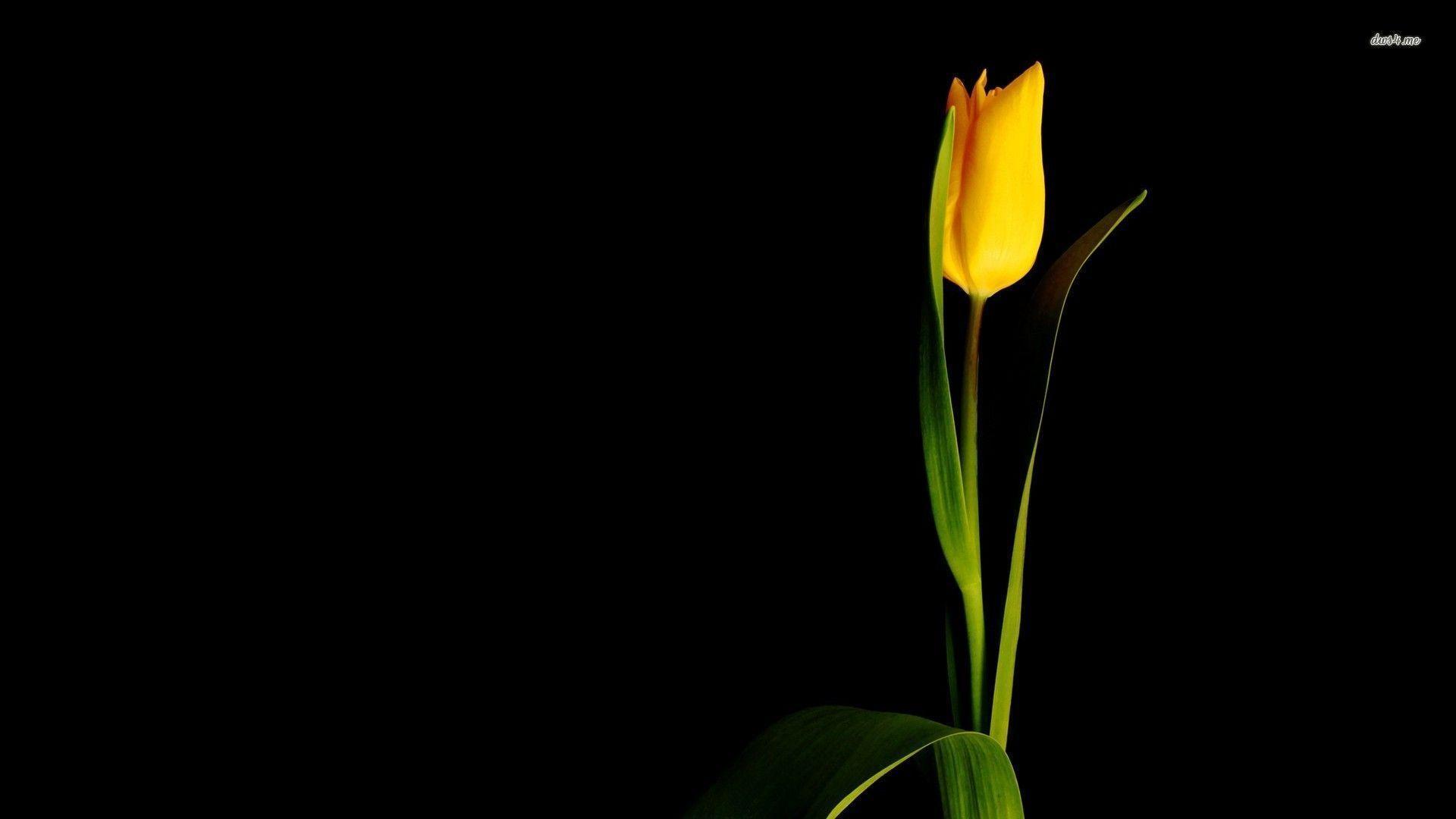 Single yellow tulip wallpapers