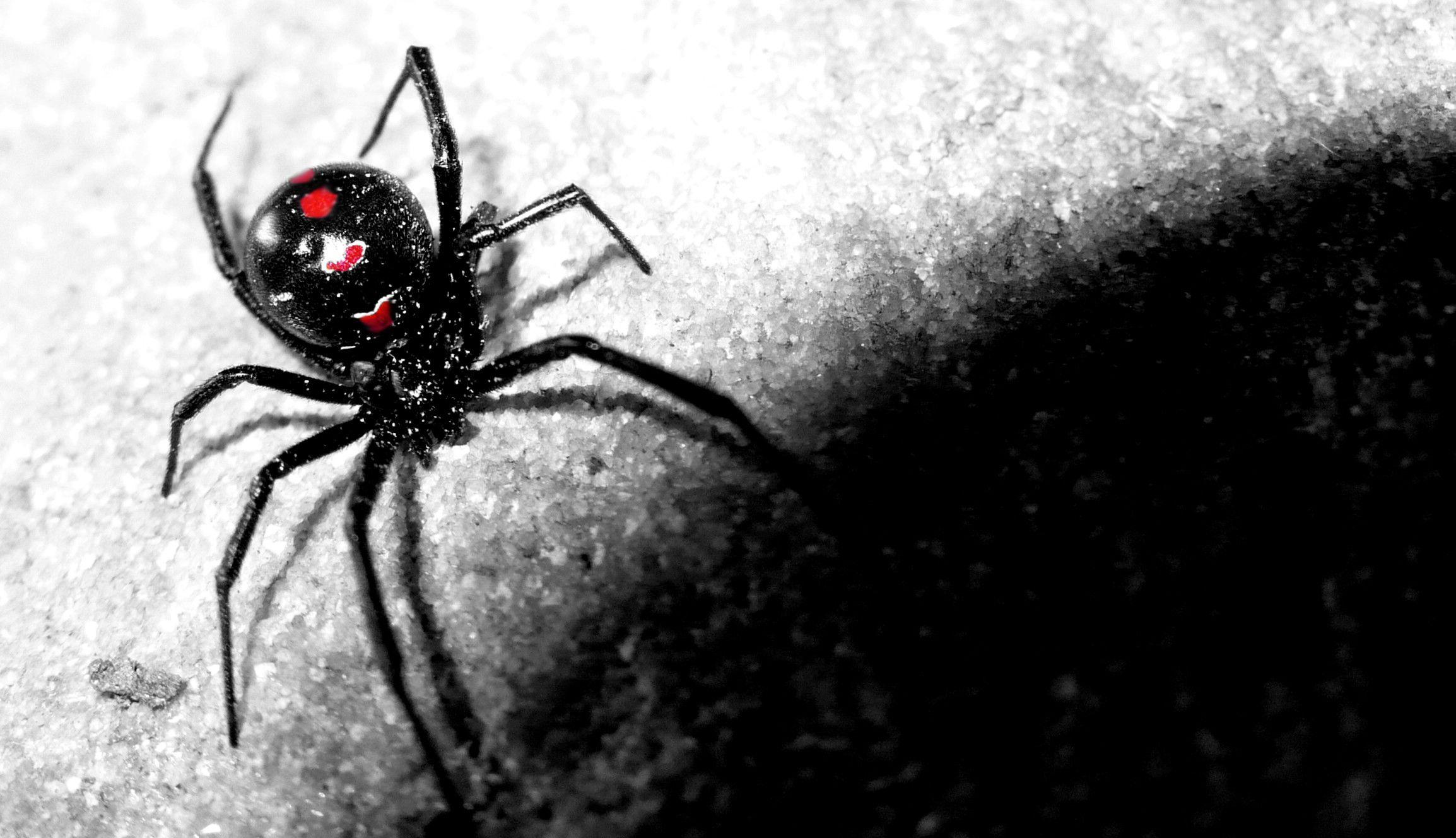 Black Widow Spider Wallpapers