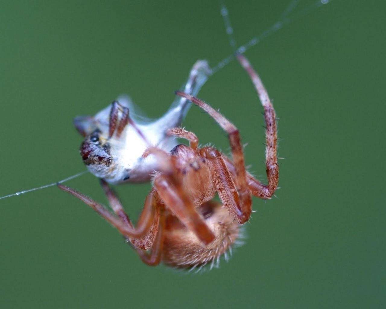 Download wallpapers spider, web, mucus, production